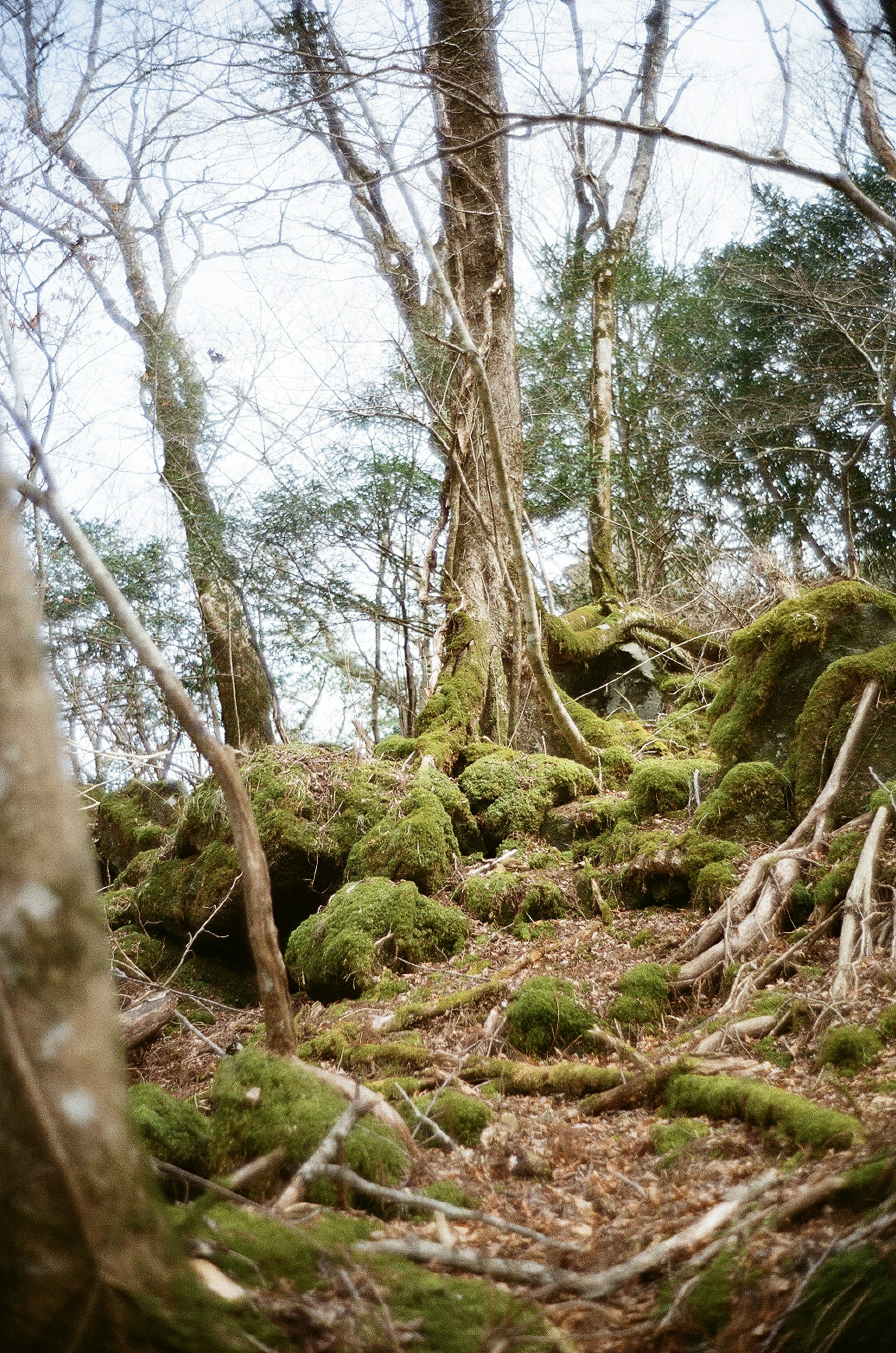 苔むした岩と木々が生い茂る森の風景