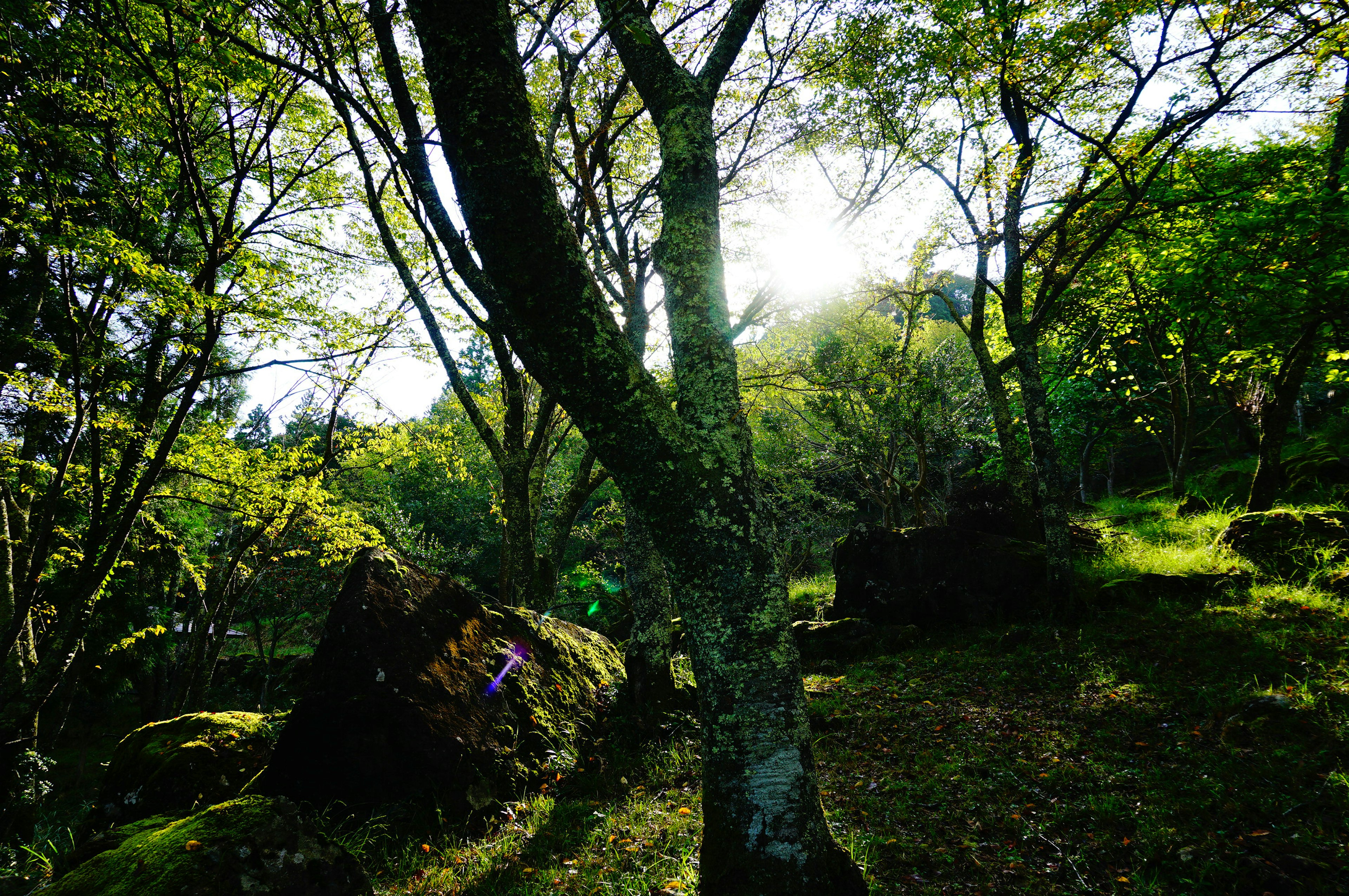 緑の木々に囲まれた静かな森の風景で、柔らかな日差しが差し込んでいる