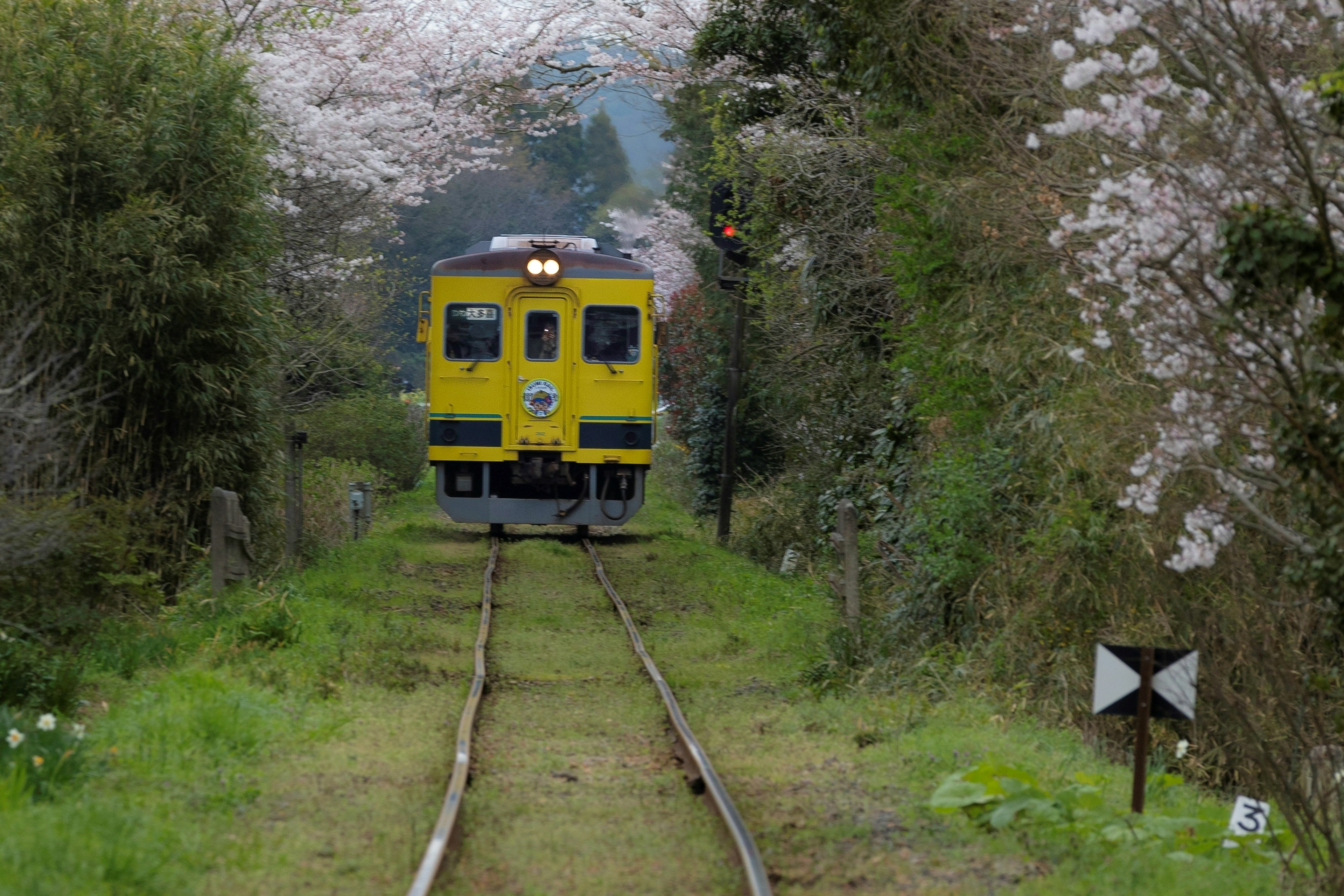 黄色い列車が桜の木の間を進む風景