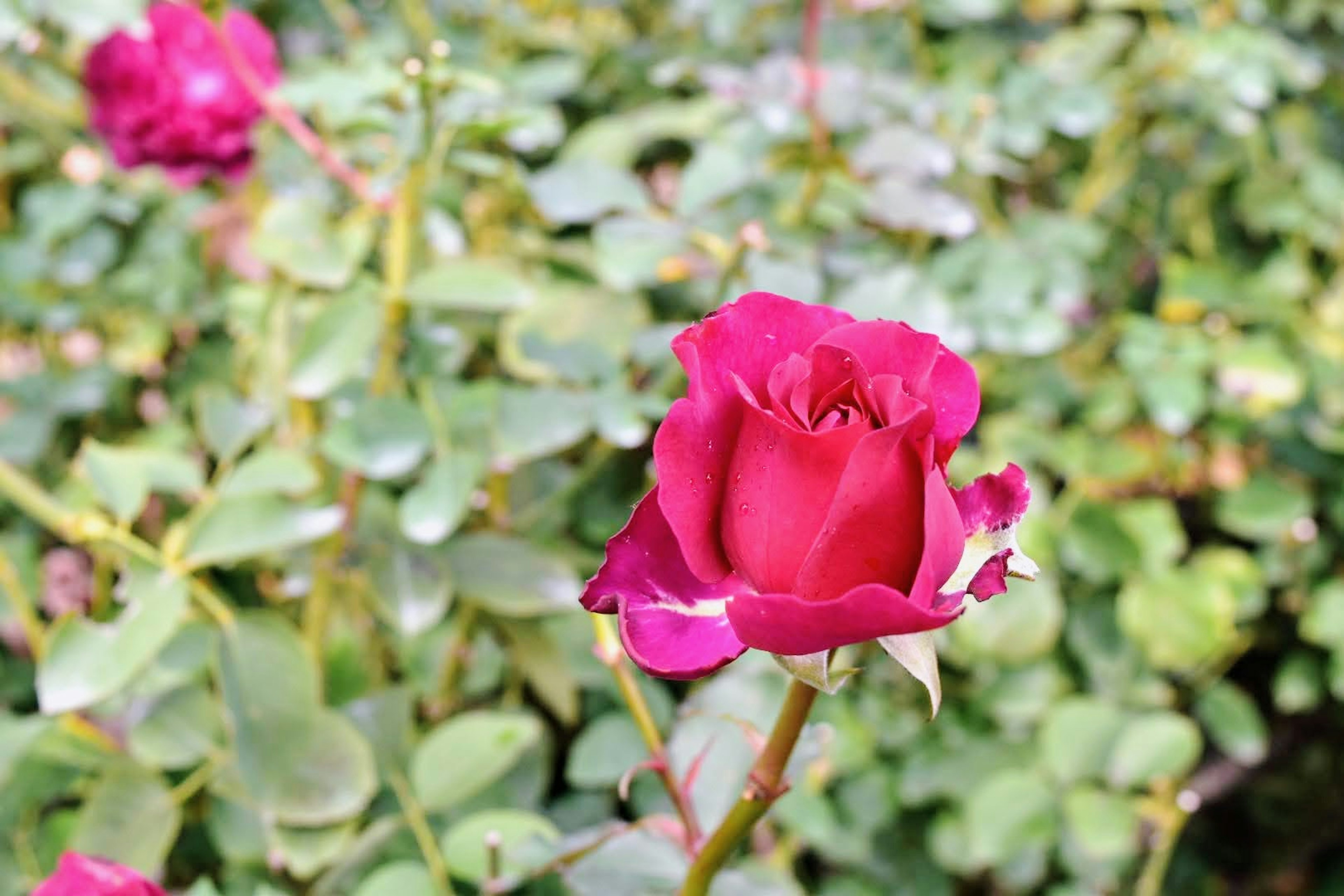 กุหลาบสีชมพูสดใสบานอยู่ท่ามกลางใบไม้สีเขียว