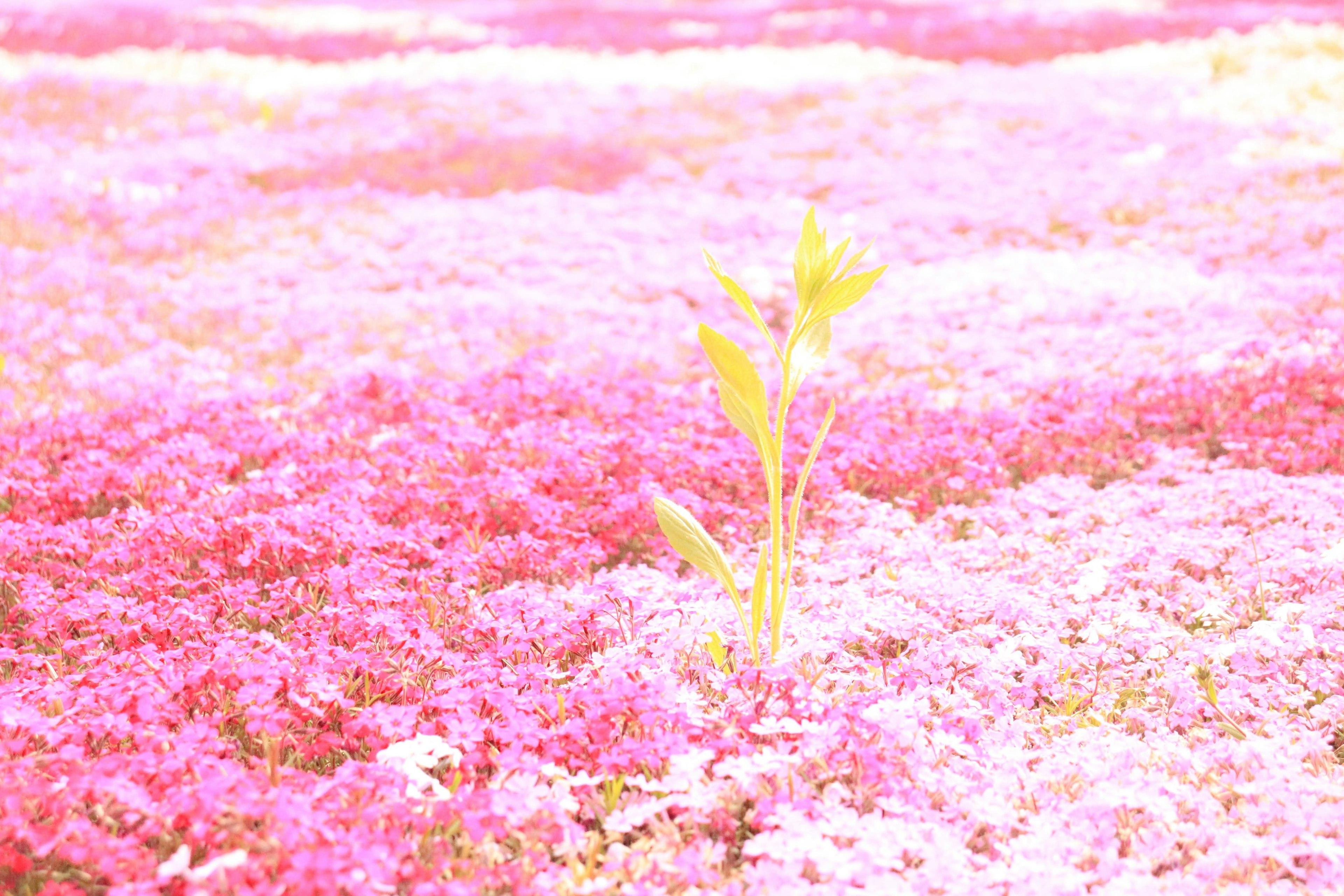 鮮やかなピンクの花が広がる中に緑の芽が一本立っている