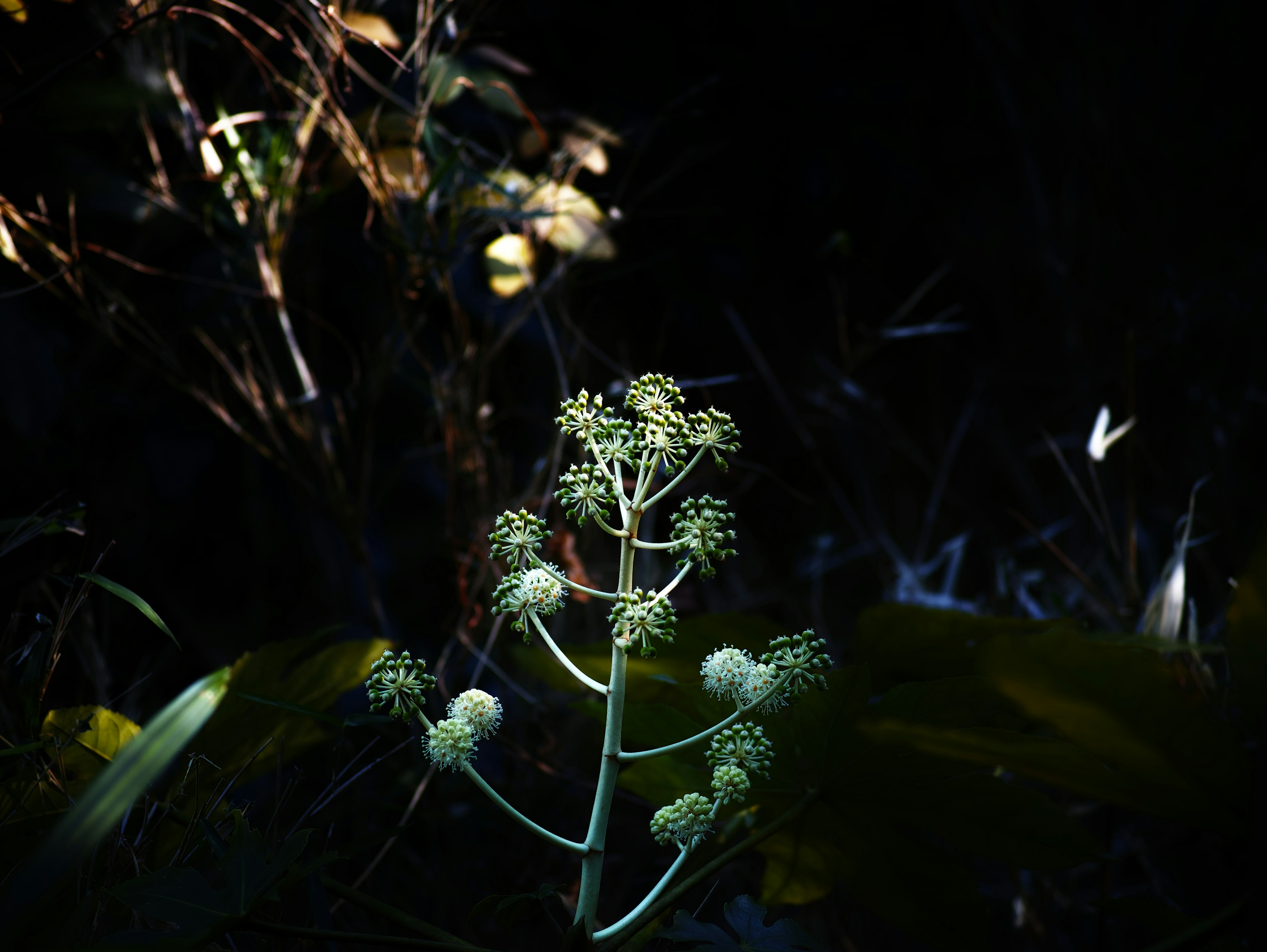 Un tallo de planta con capullos iluminados contra un fondo oscuro