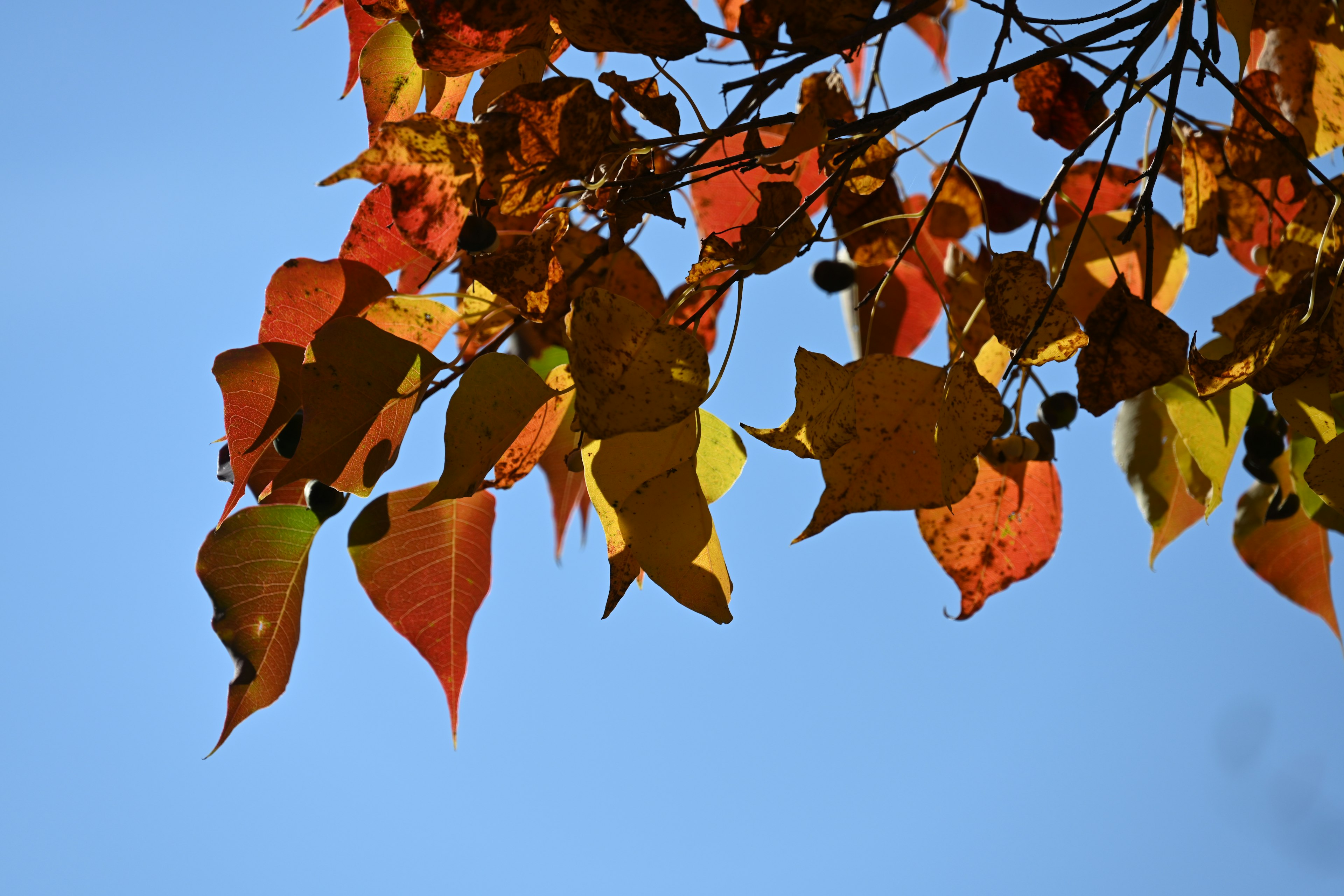 Bunte Herbstblätter, die an einem Zweig unter einem blauen Himmel schwingen