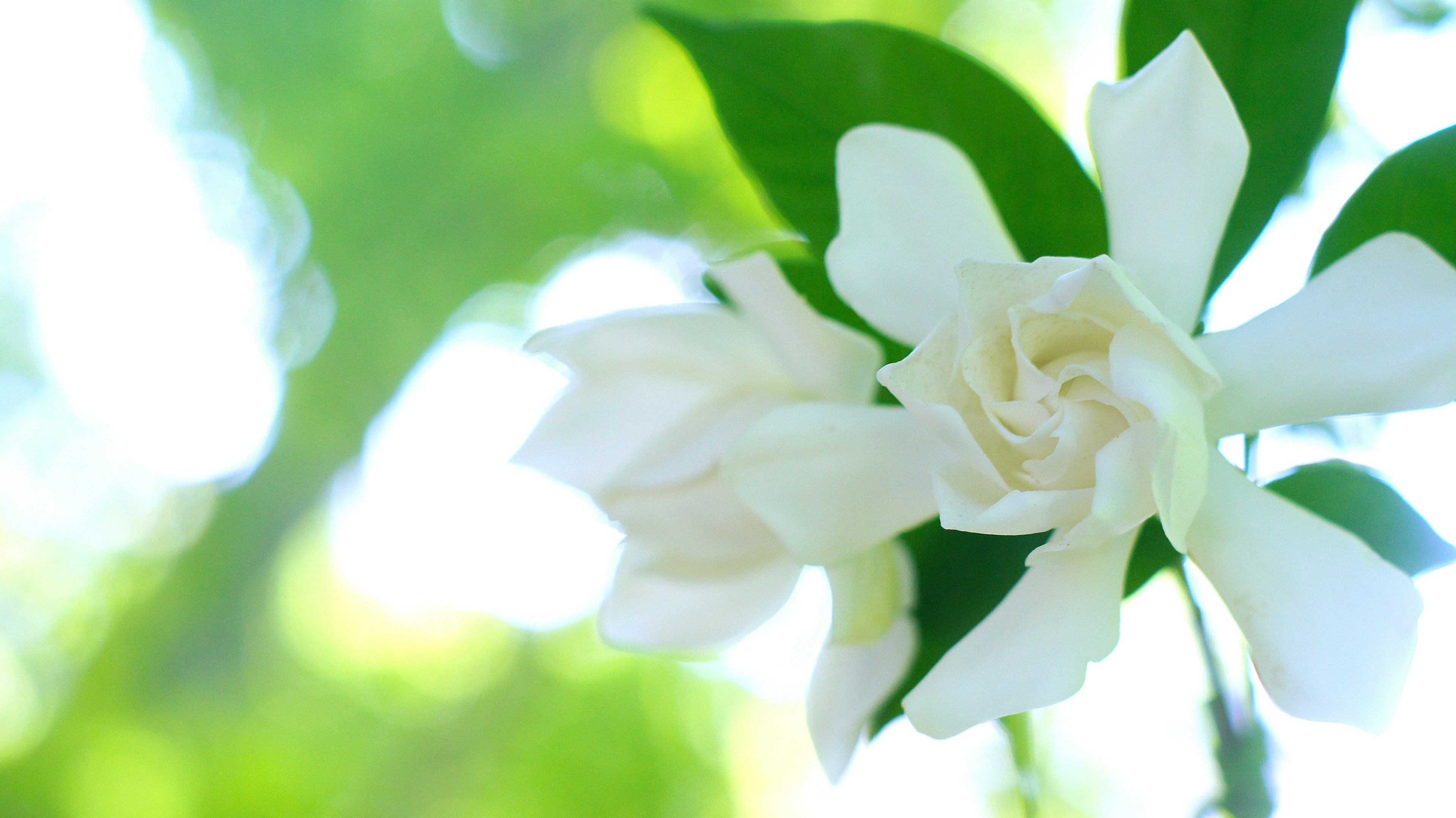 Bellissimi fiori di gardenia bianchi con foglie verdi lussureggianti