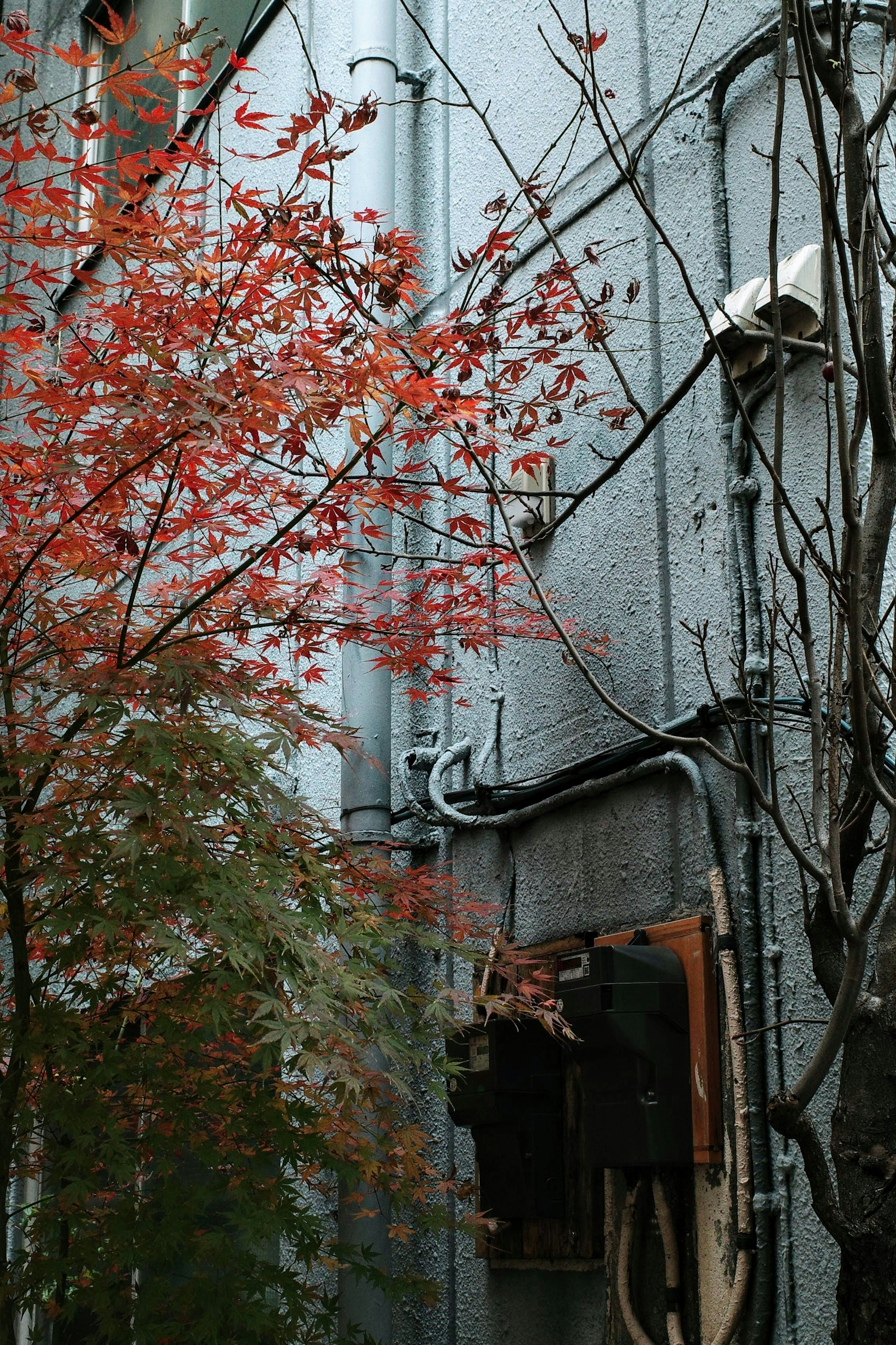 青い壁の背景に赤い葉の木と配線が見える景色