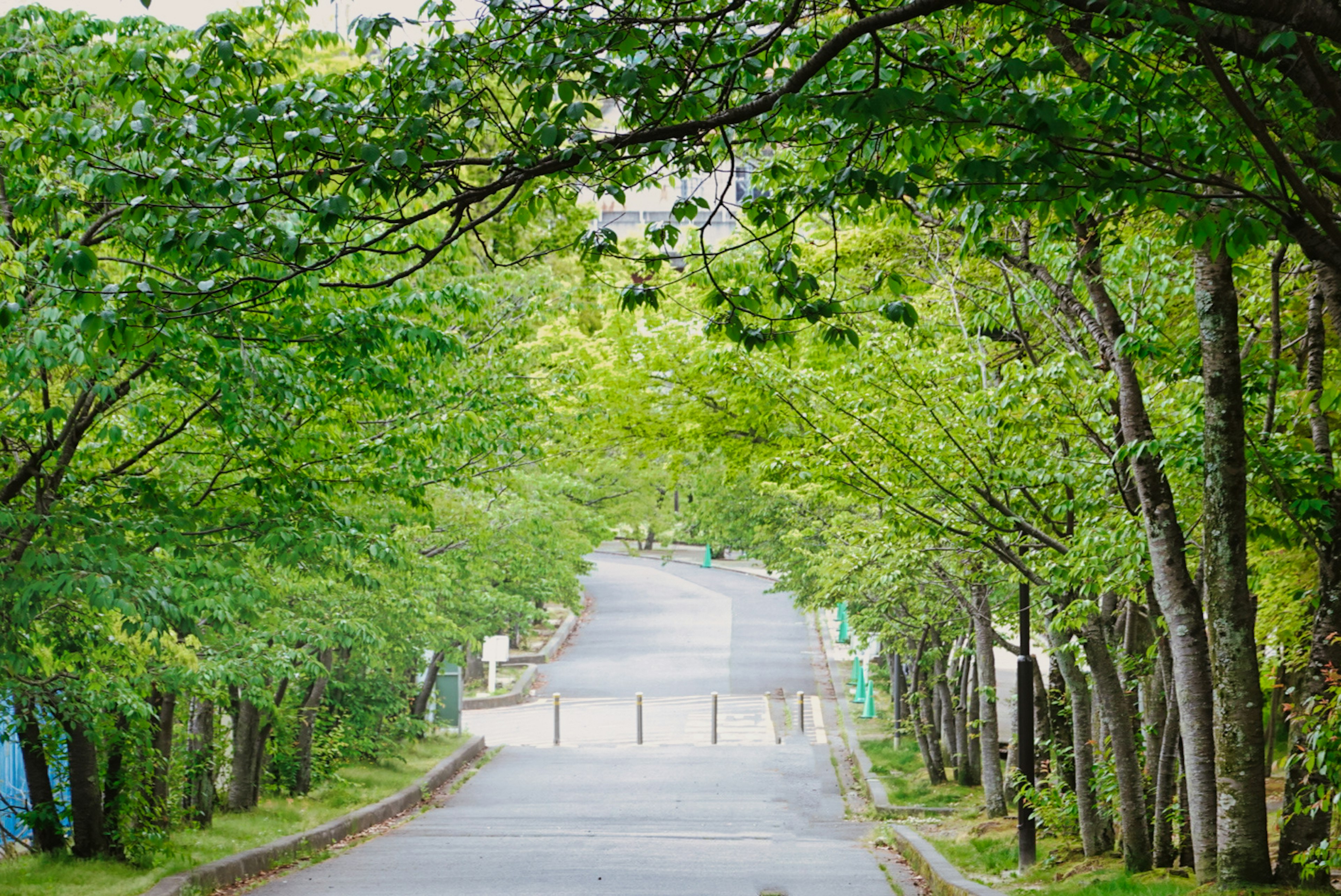 A quiet road surrounded by lush green trees