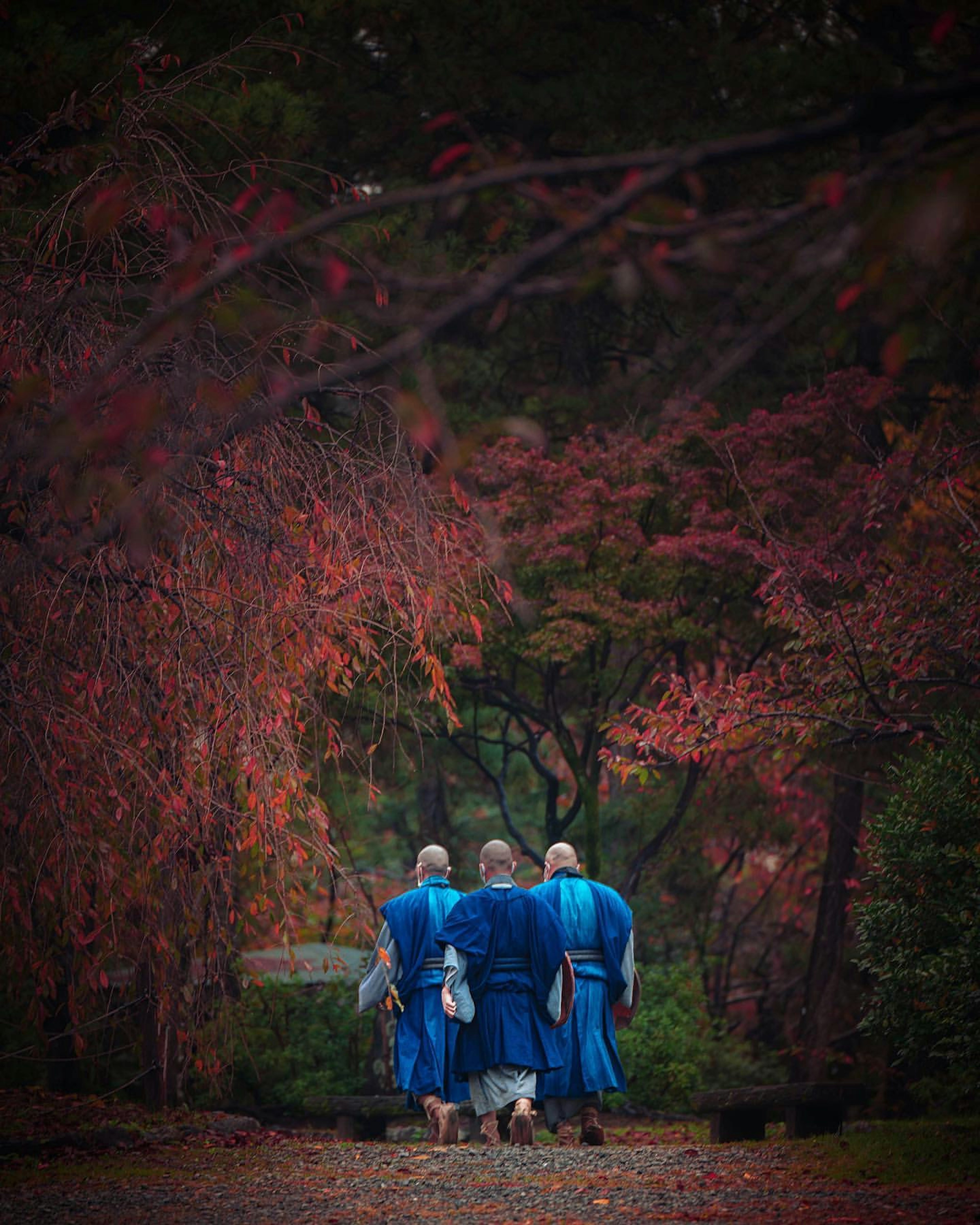 Monks in blue robes walking through a path lined with autumn leaves