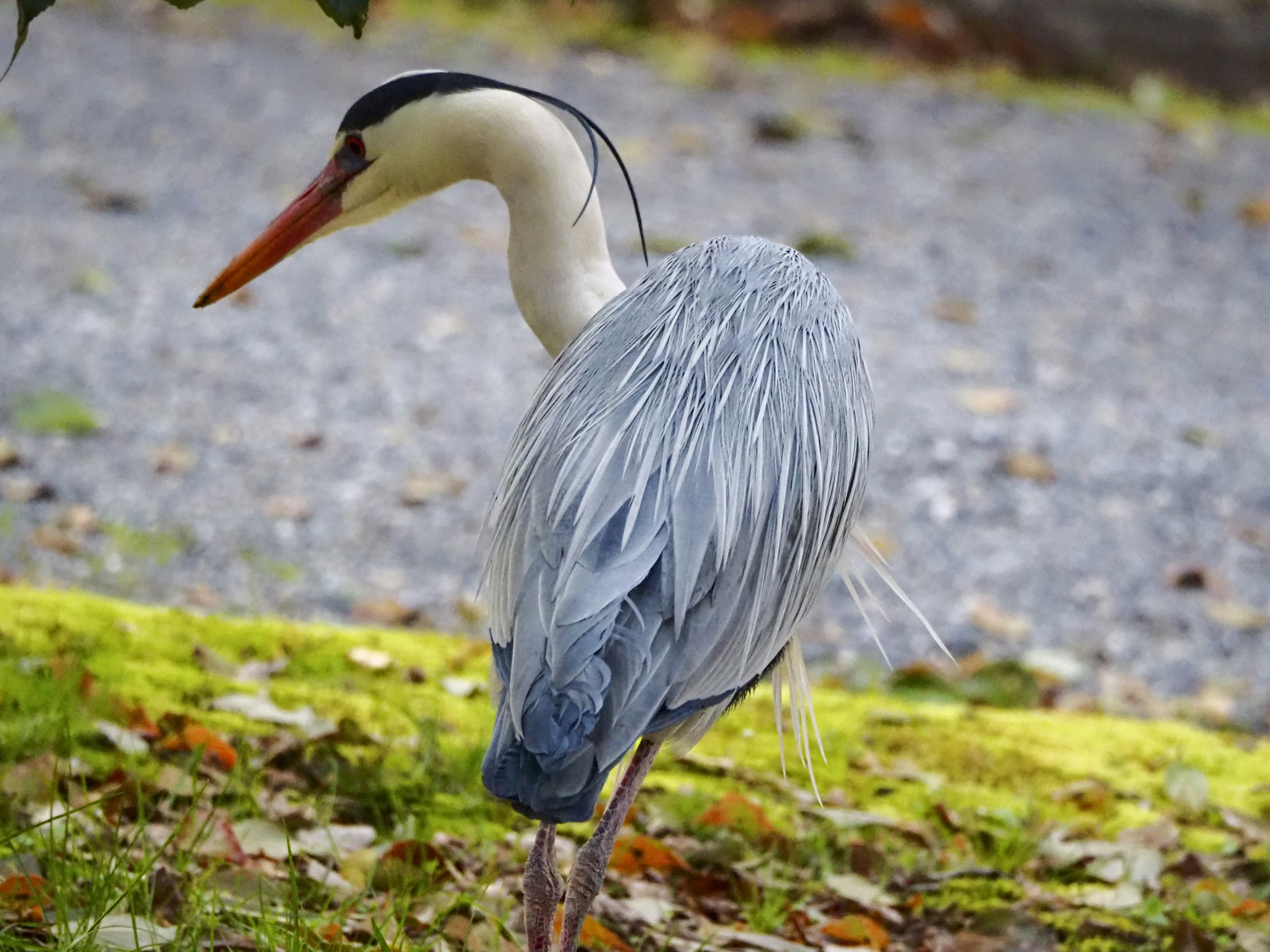 Una garza con plumas azules de pie de lado