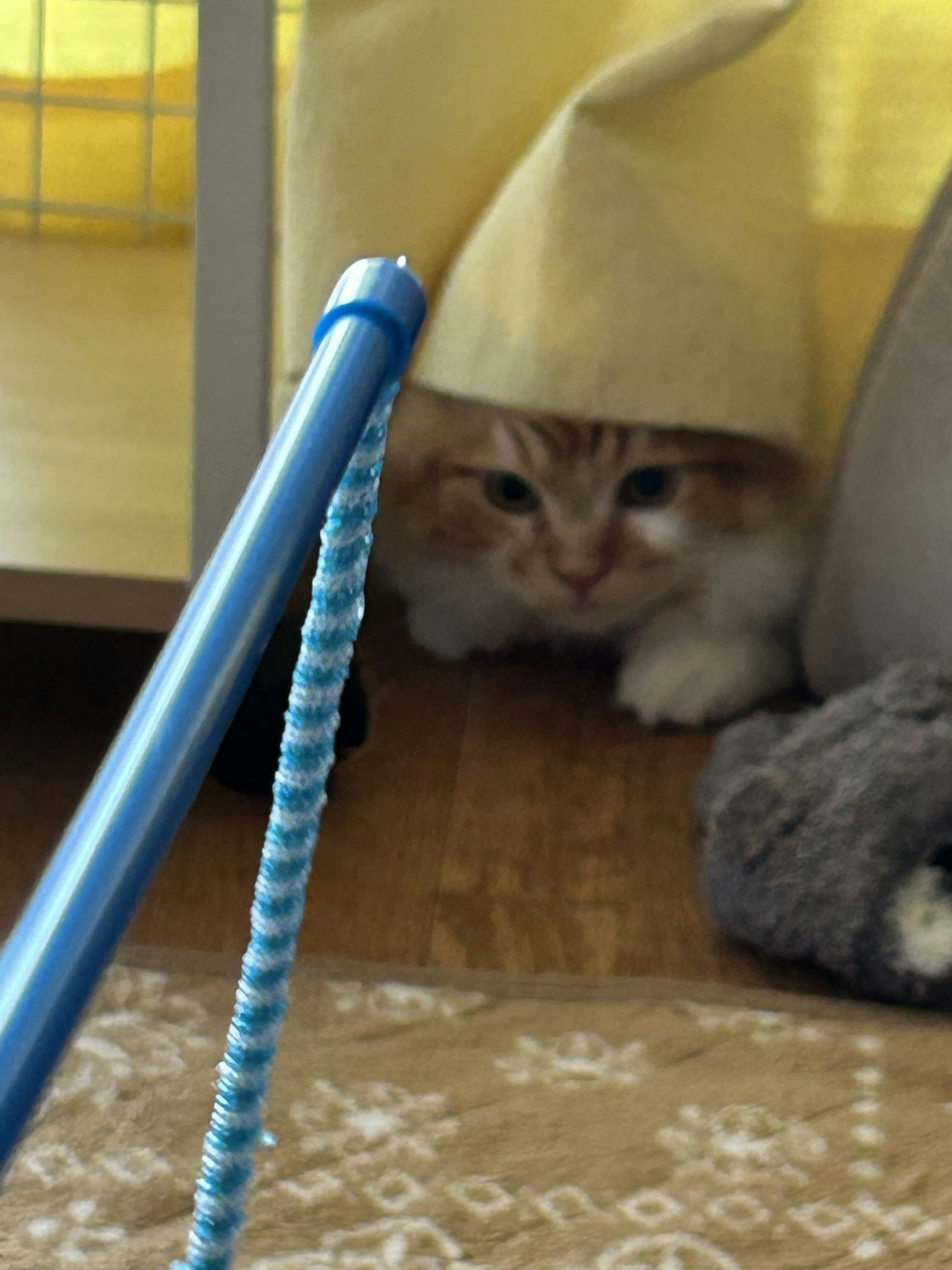 Cat peeking from under a yellow cloth blue toy wand in foreground