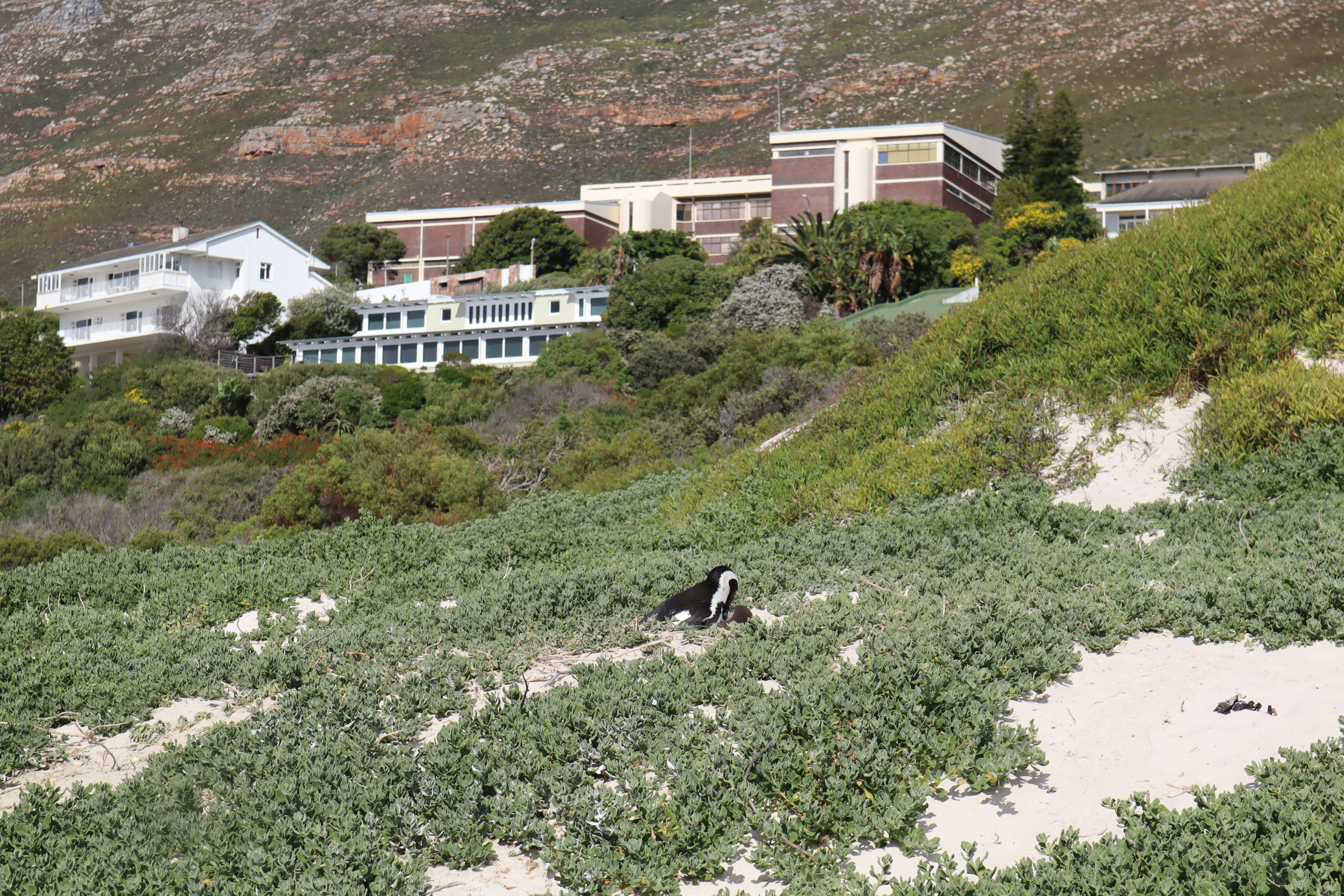 A landscape featuring a penguin on green vegetation with buildings in the background near the coast