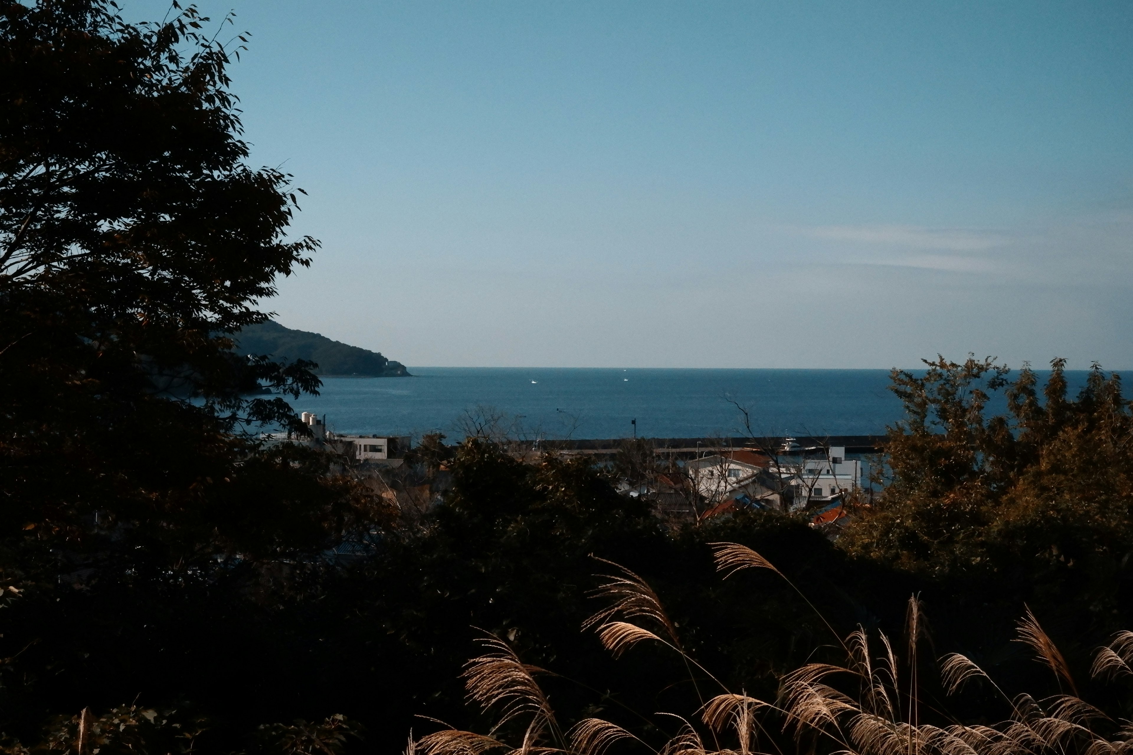 蓝色海洋和晴朗天空的风景，前景有植物