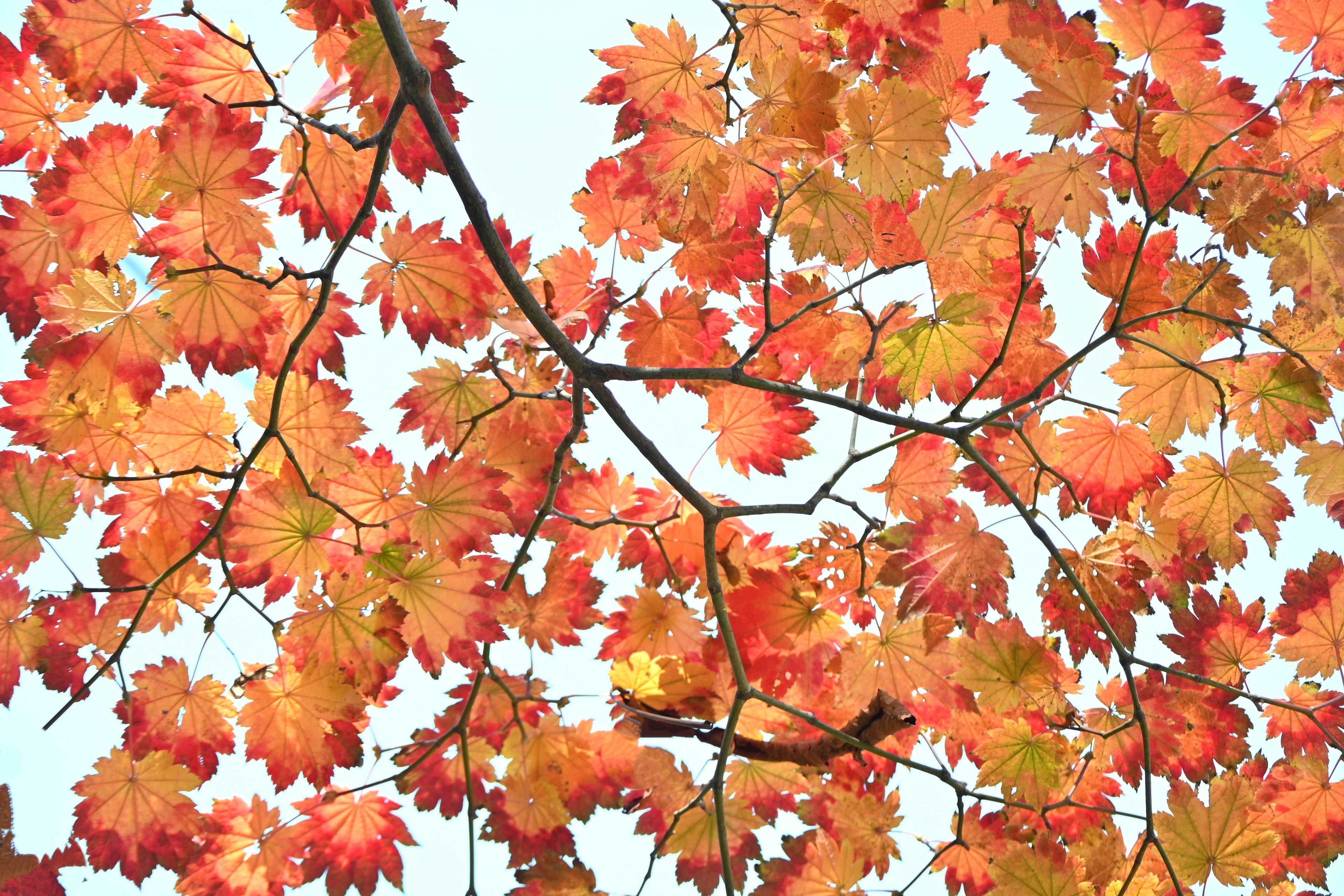 Close-up of vibrant orange and yellow autumn leaves on a branch