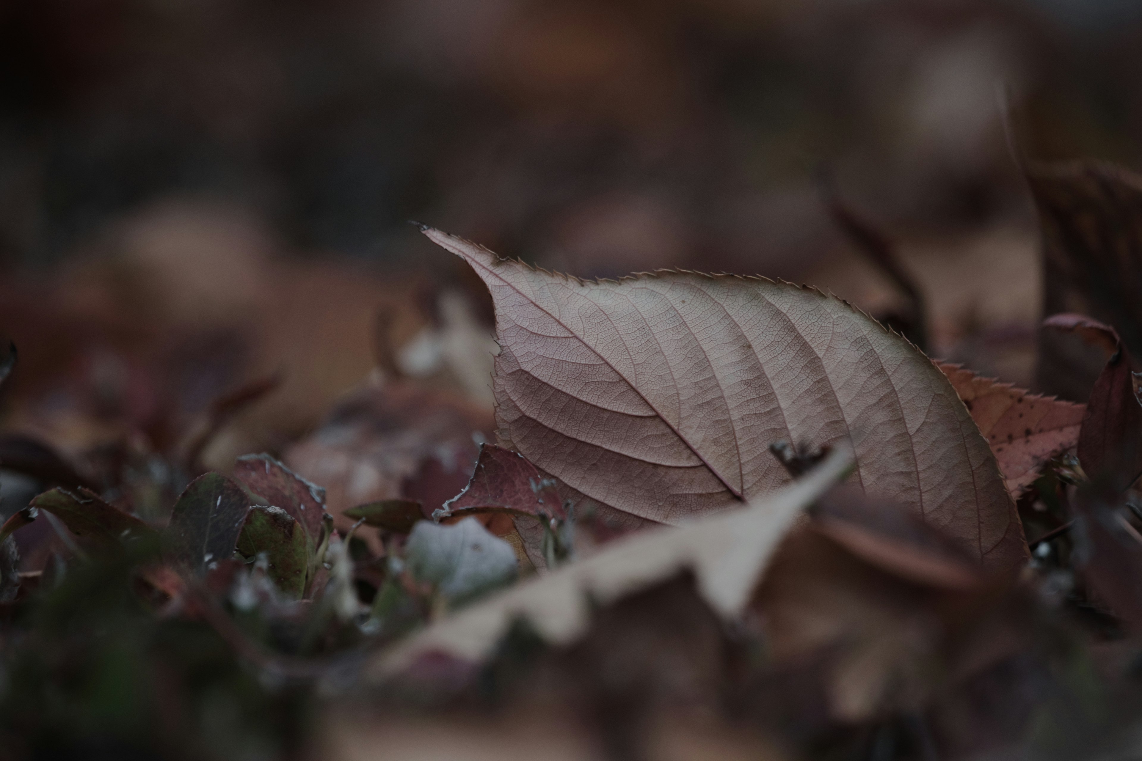 Gros plan de feuilles d'automne éparpillées sur le sol avec un accent sur une seule feuille sèche