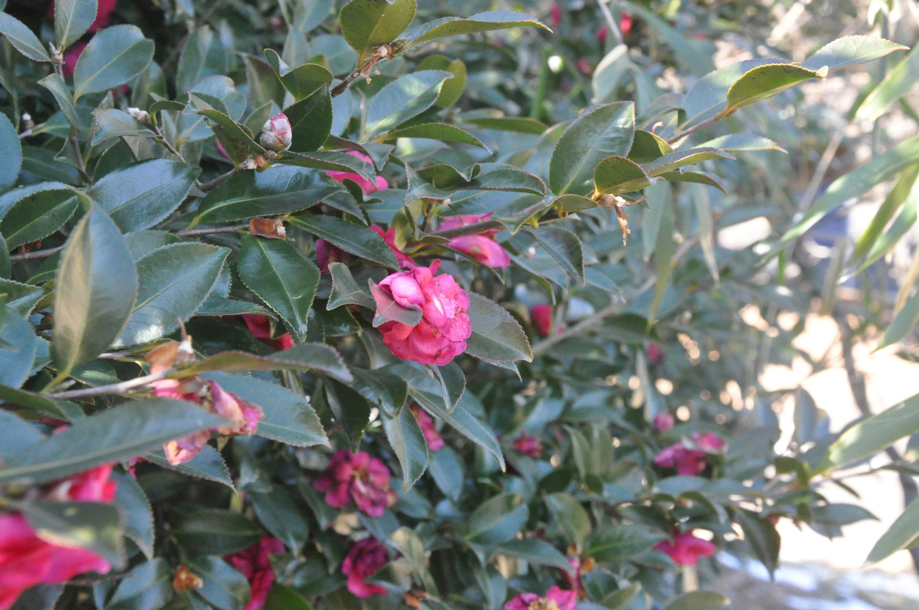 Nahaufnahme von rosa Blumen, die zwischen grünen Blättern blühen