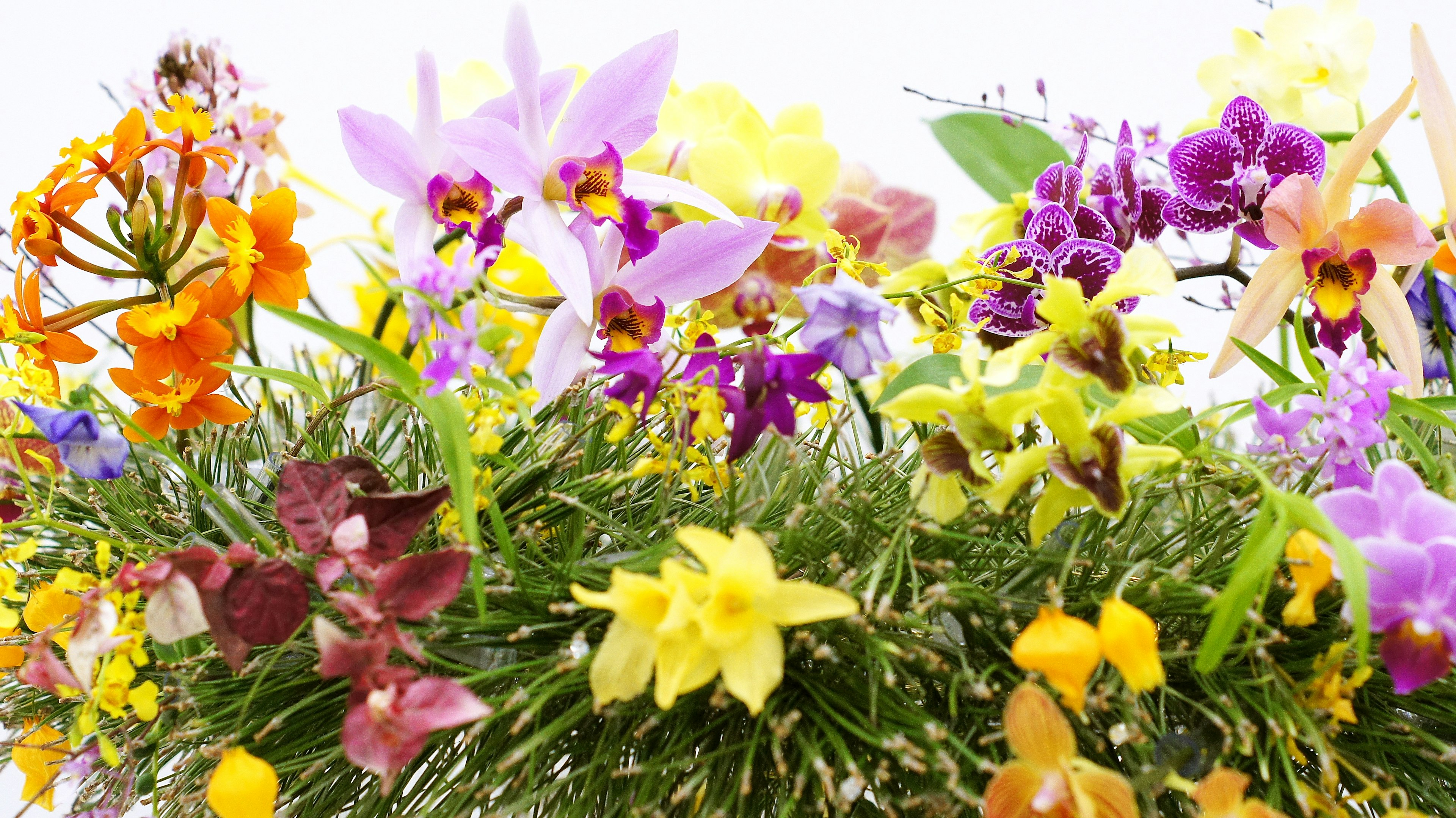 Un hermoso ramo de flores coloridas en varias tonalidades