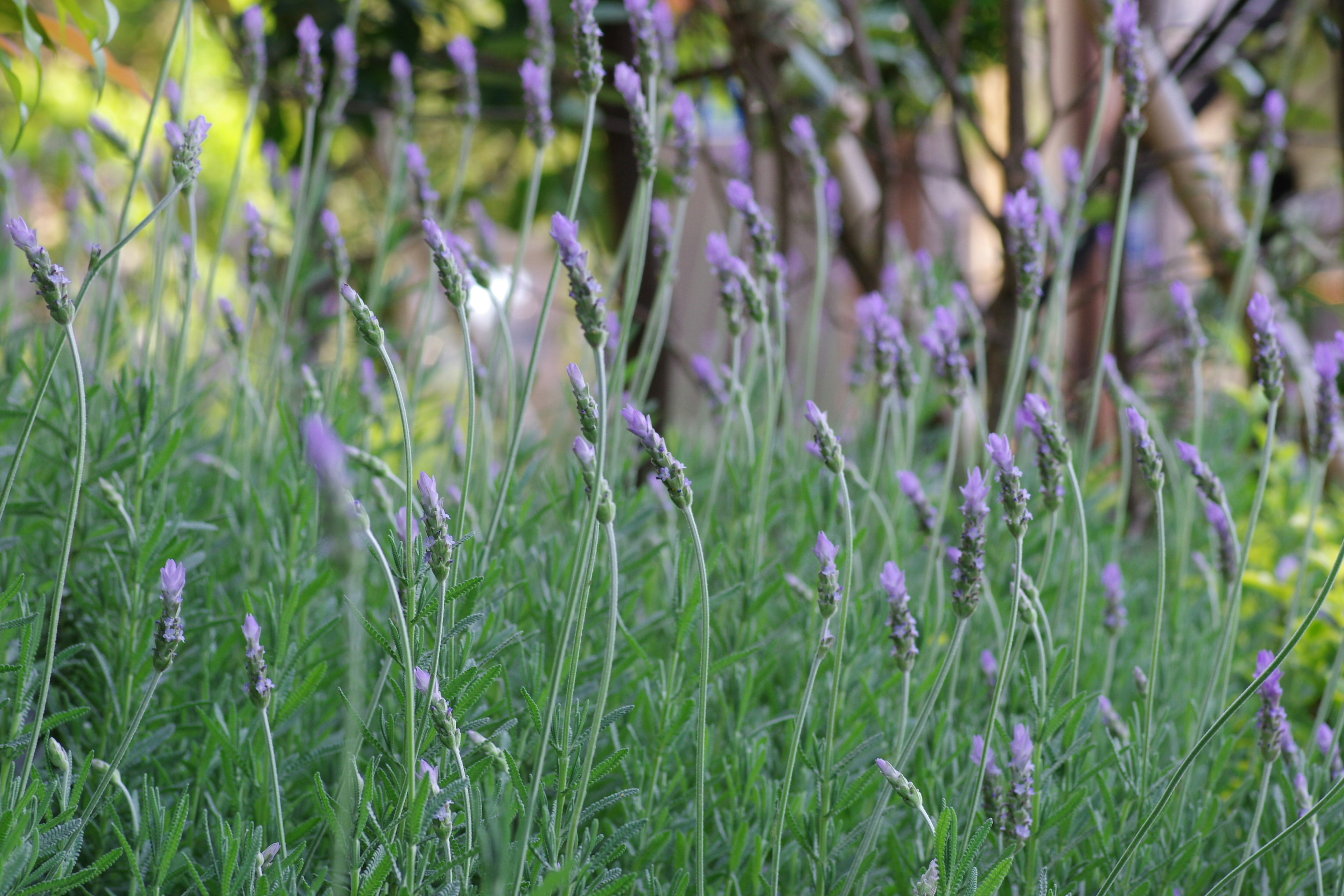 Lavendelblüten, die in einem Garten unter Sonnenlicht schwanken