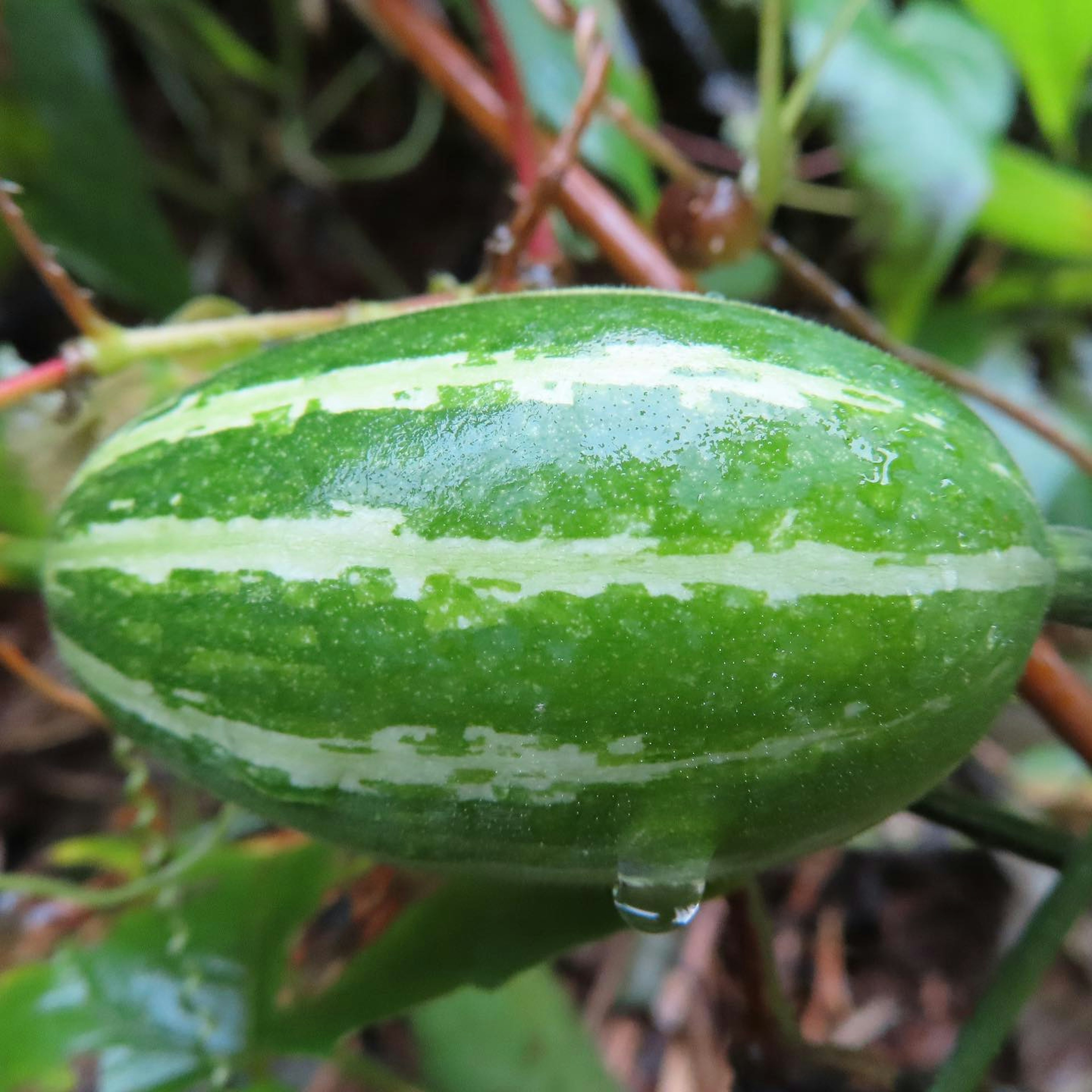 Small green fruit with stripes nestled among leaves