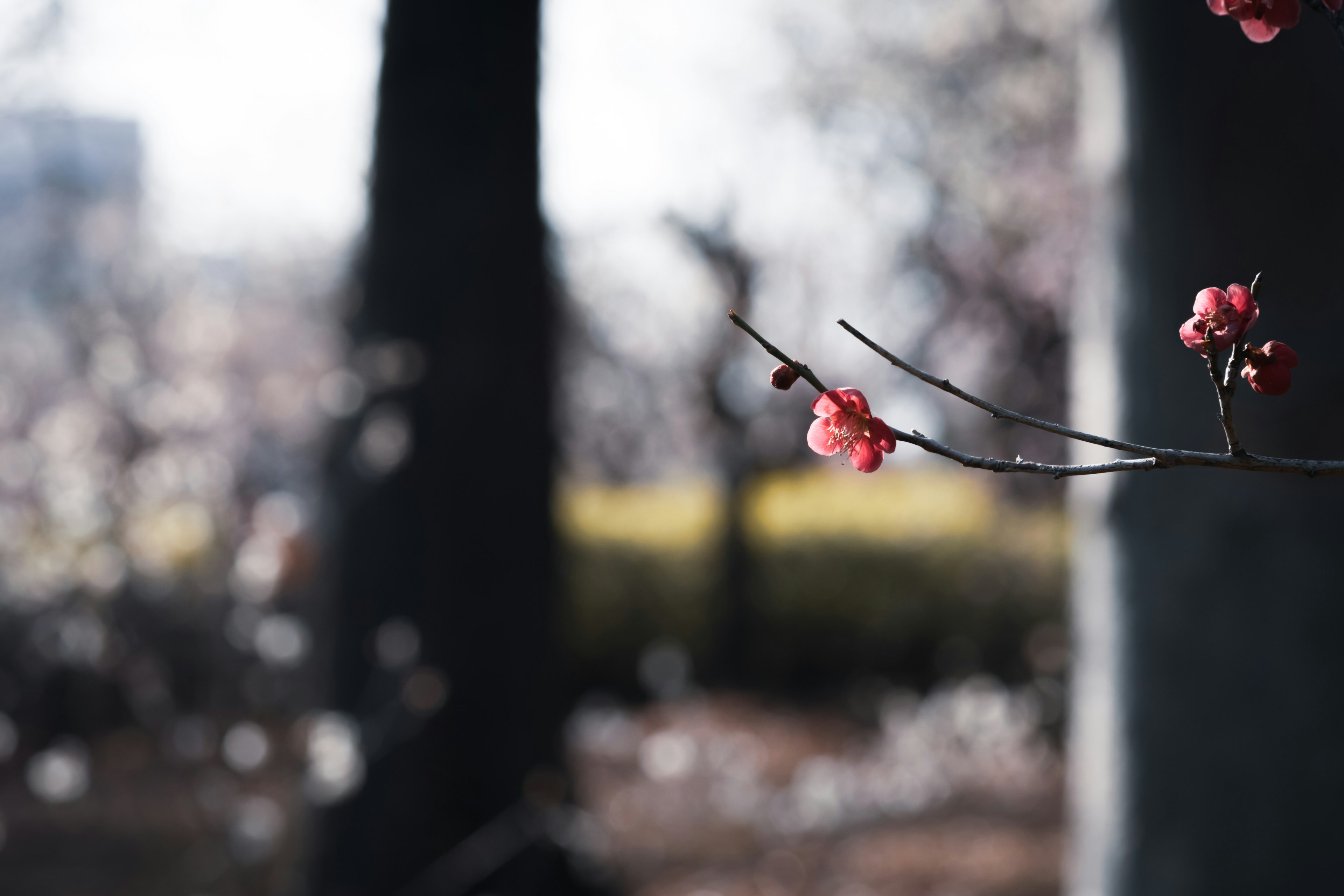 Nahaufnahme eines Zweigs mit blühenden rosa Blumen weicher Hintergrund mit verschwommenen Blüten