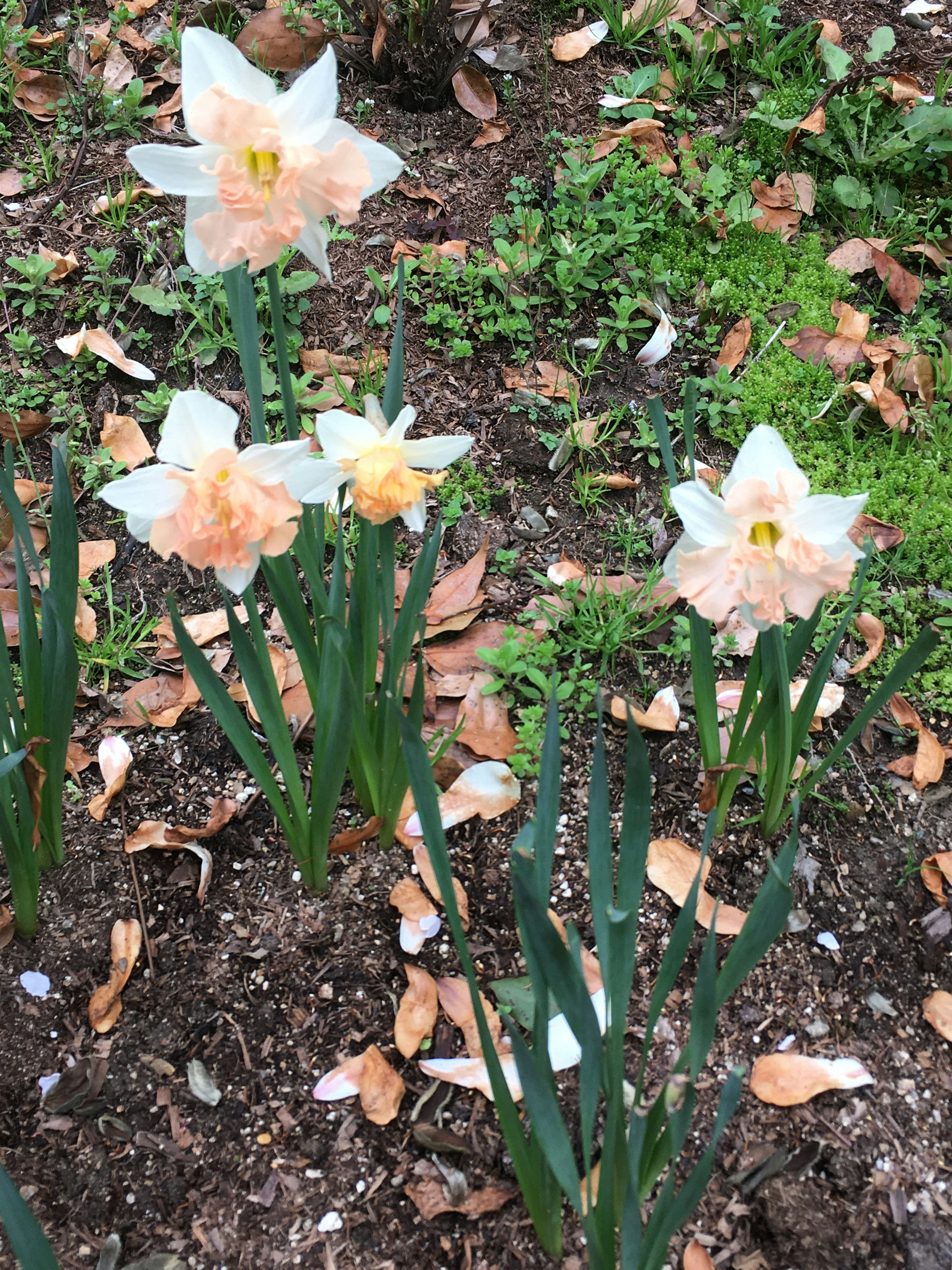 淡いオレンジと白の花びらを持つ水仙の花が咲いている様子