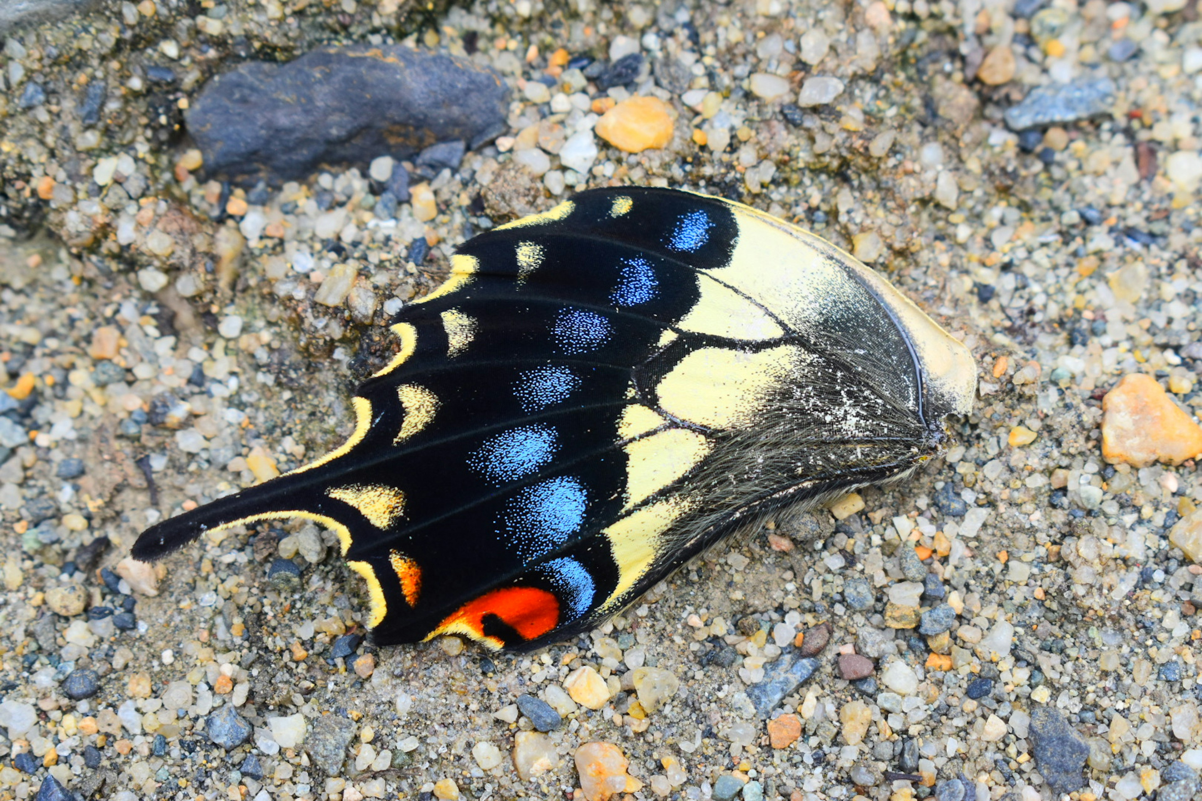 Une aile de papillon colorée reposant sur le sol avec des motifs complexes