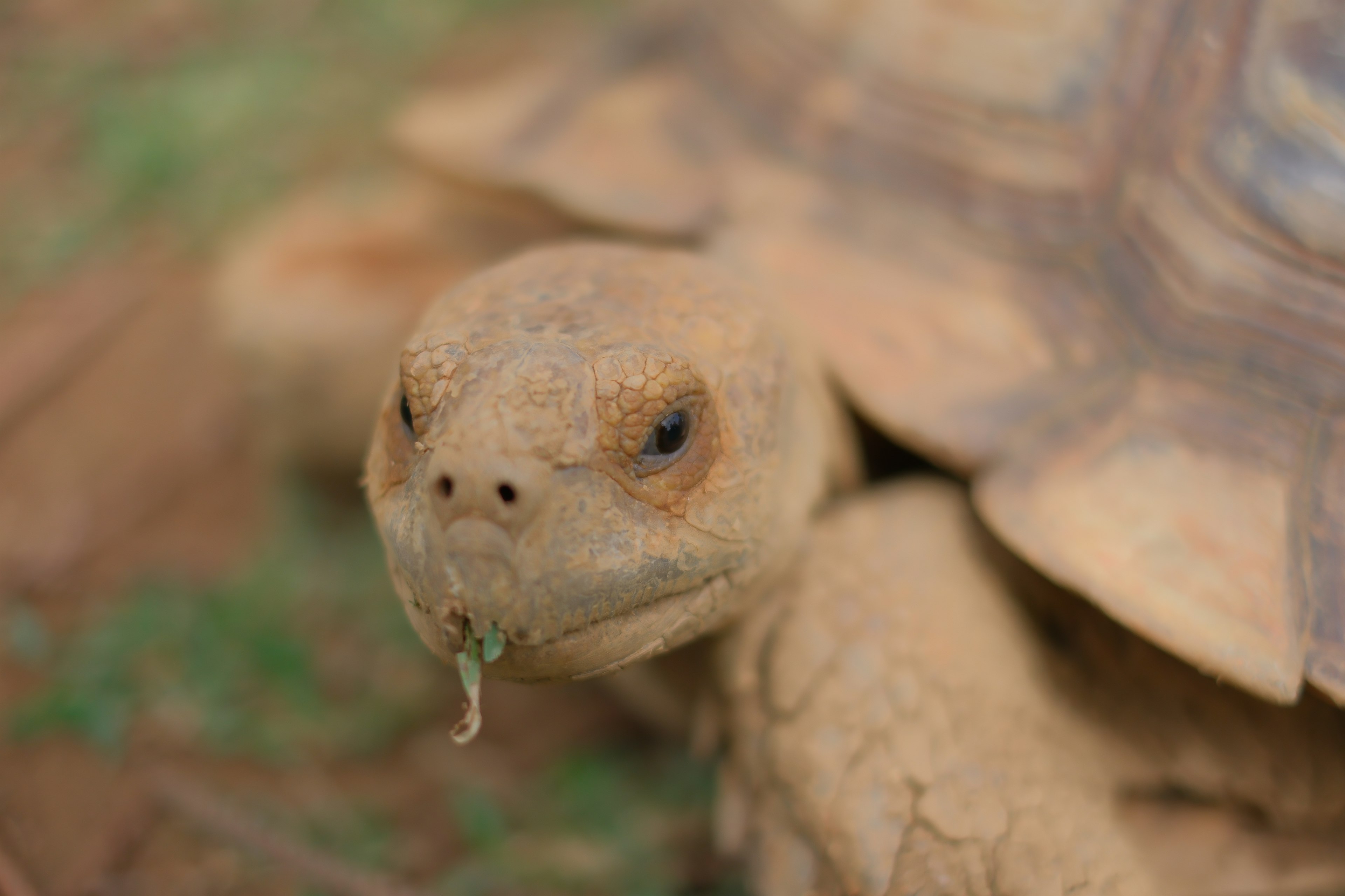 Gros plan sur une tortue avec de la terre sur le visage