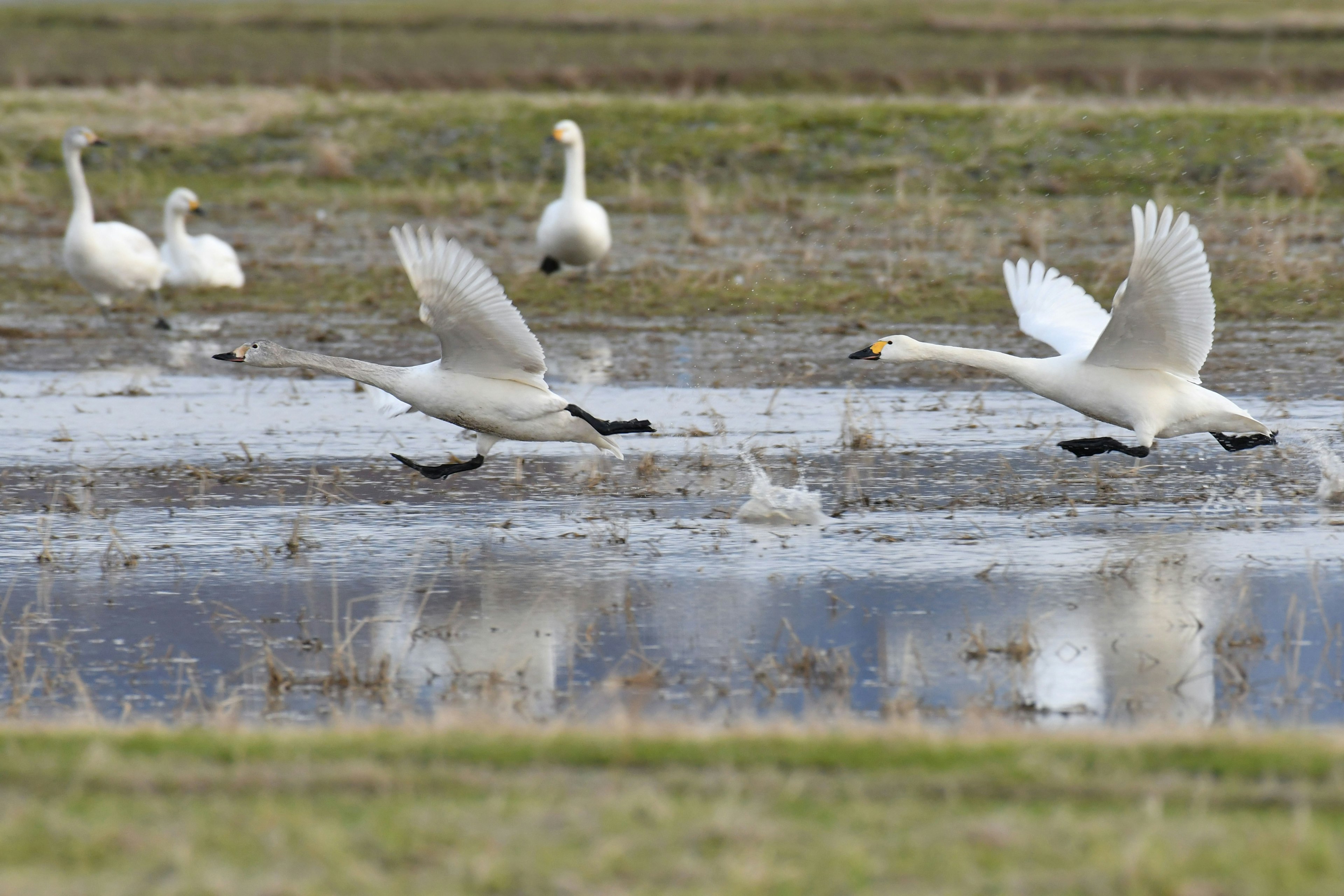 Cisnes volando sobre el agua con un grupo de cisnes al fondo