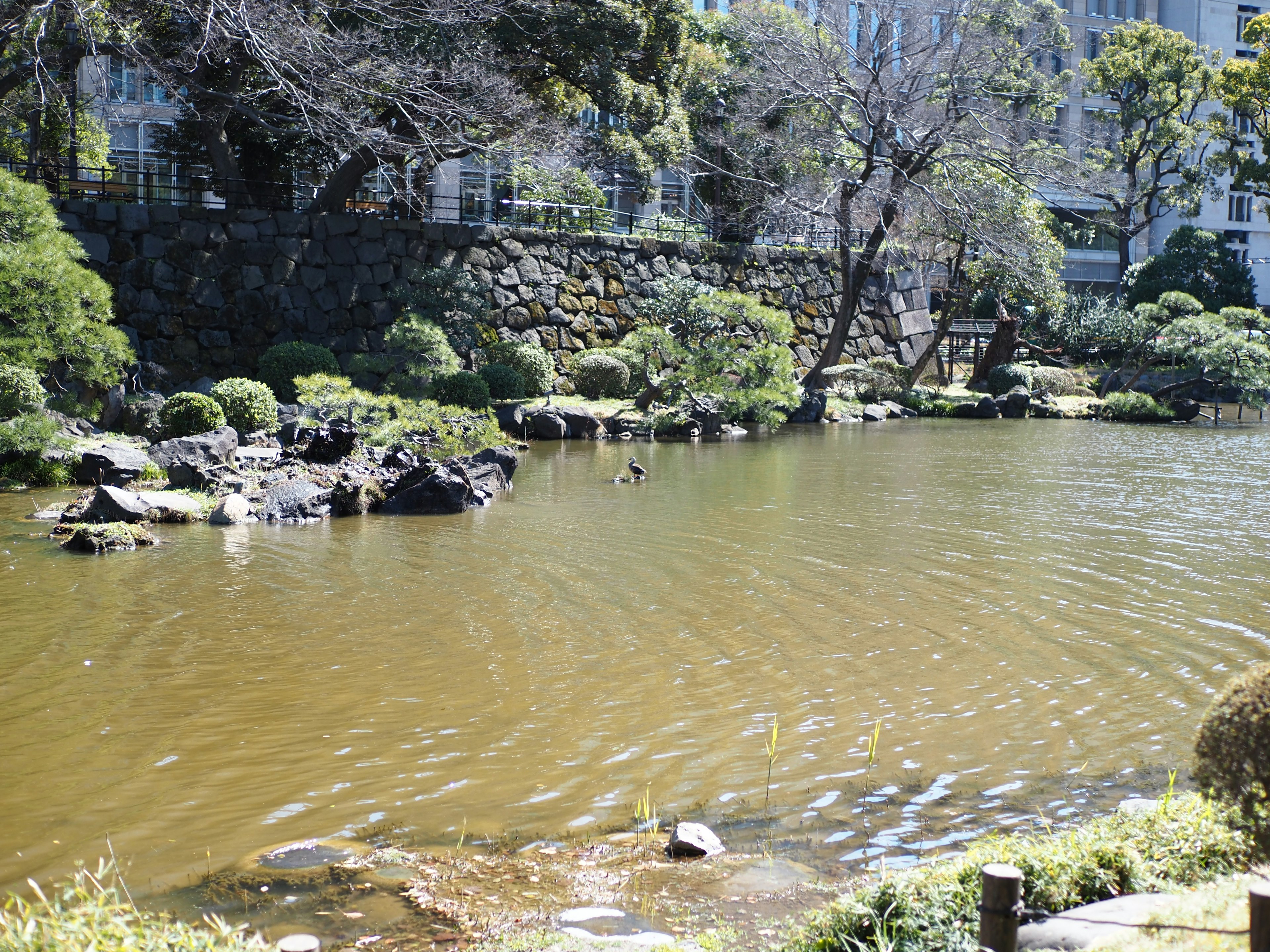 Serene pond with stone arrangement and lush greenery