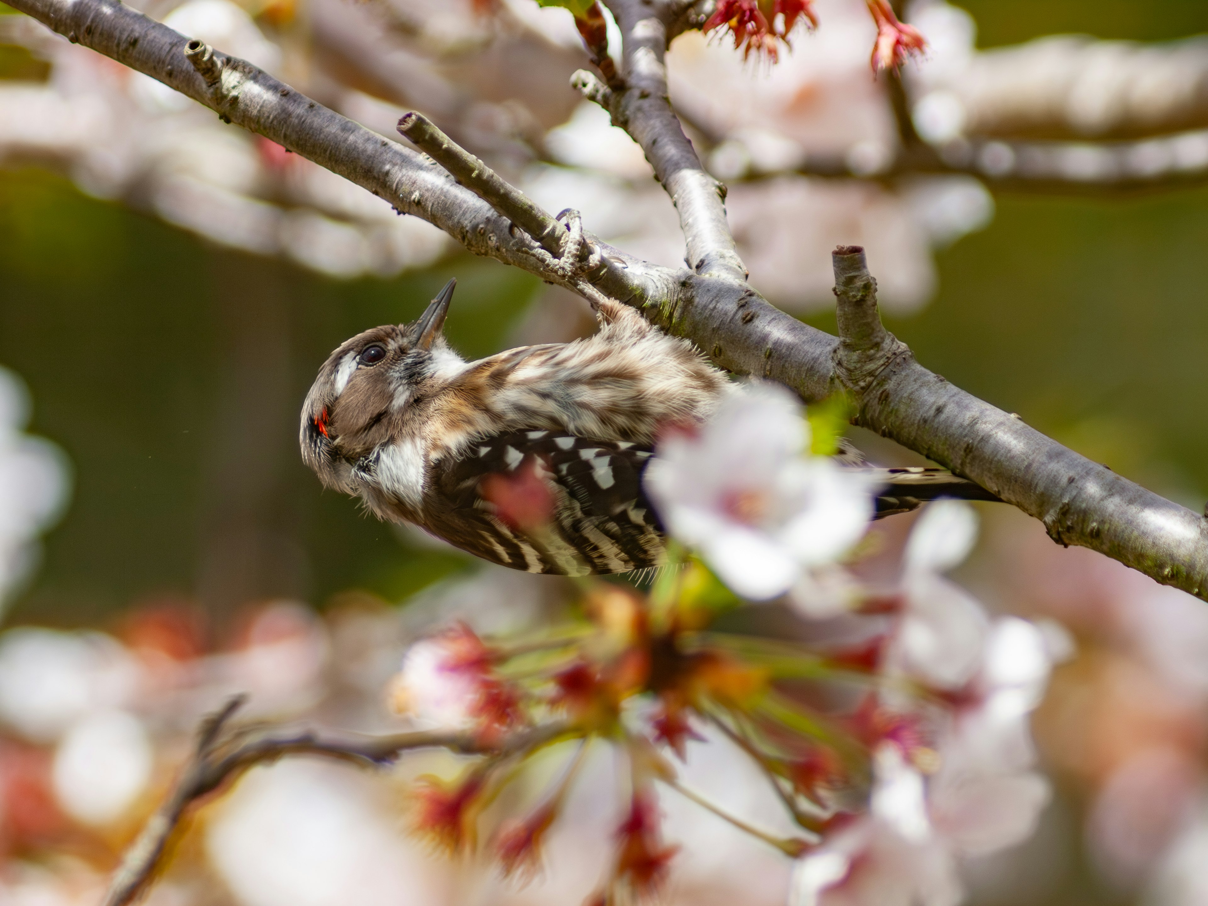 Un oiseau coloré perché parmi des cerisiers en fleurs