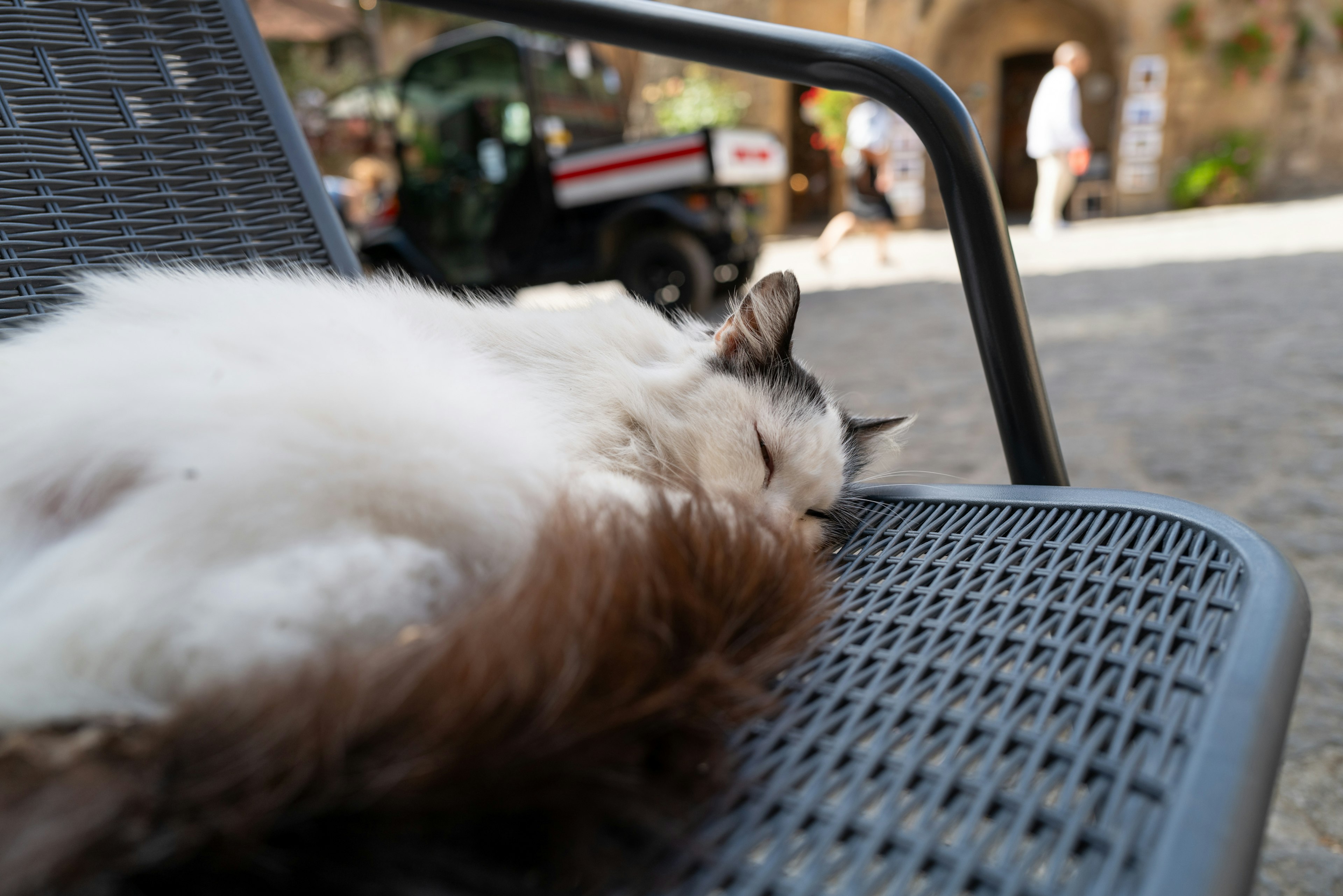 白い毛の猫が椅子で寝ている風景