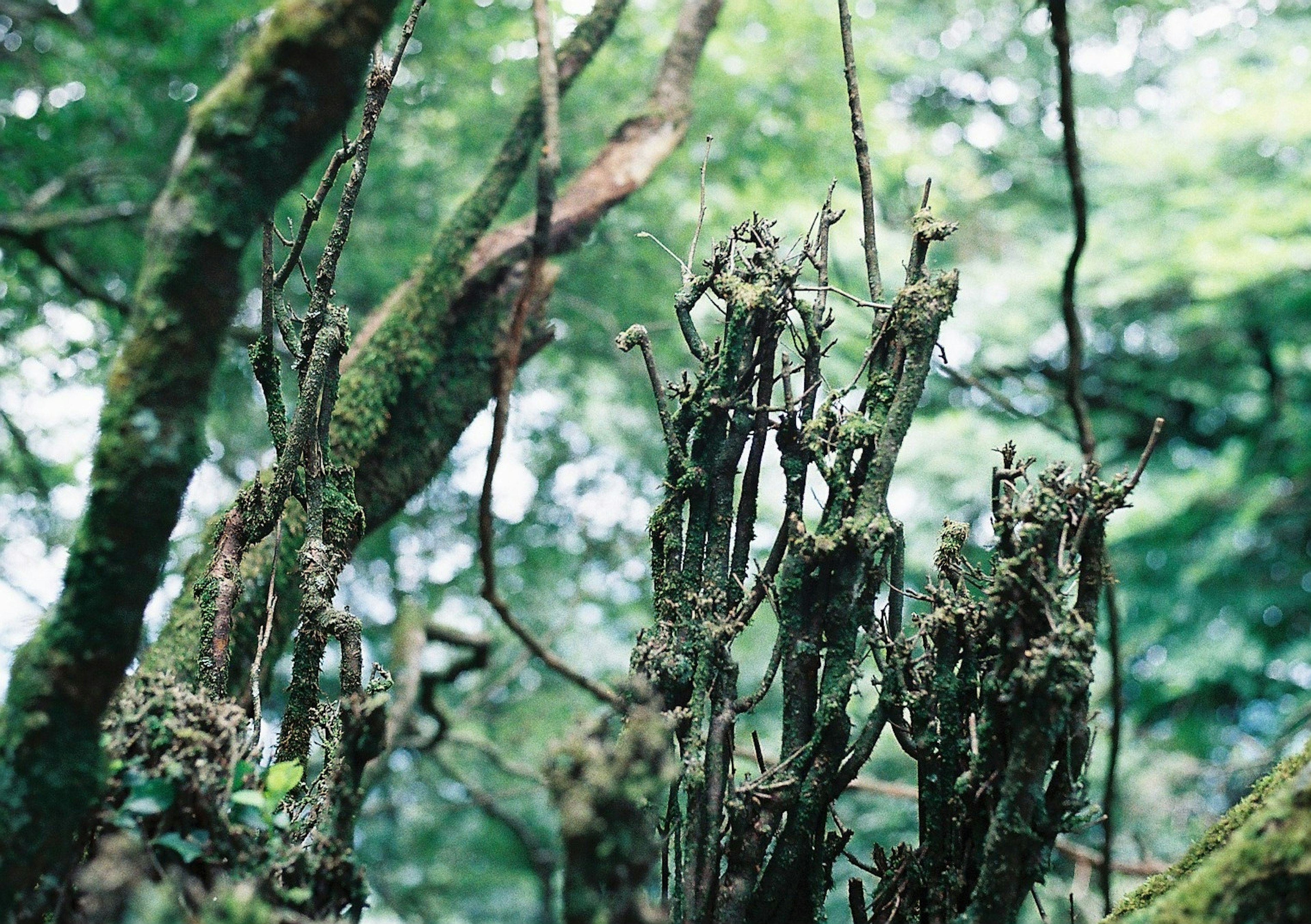 茂密绿色森林中的苔藓覆盖的树根和古老树干