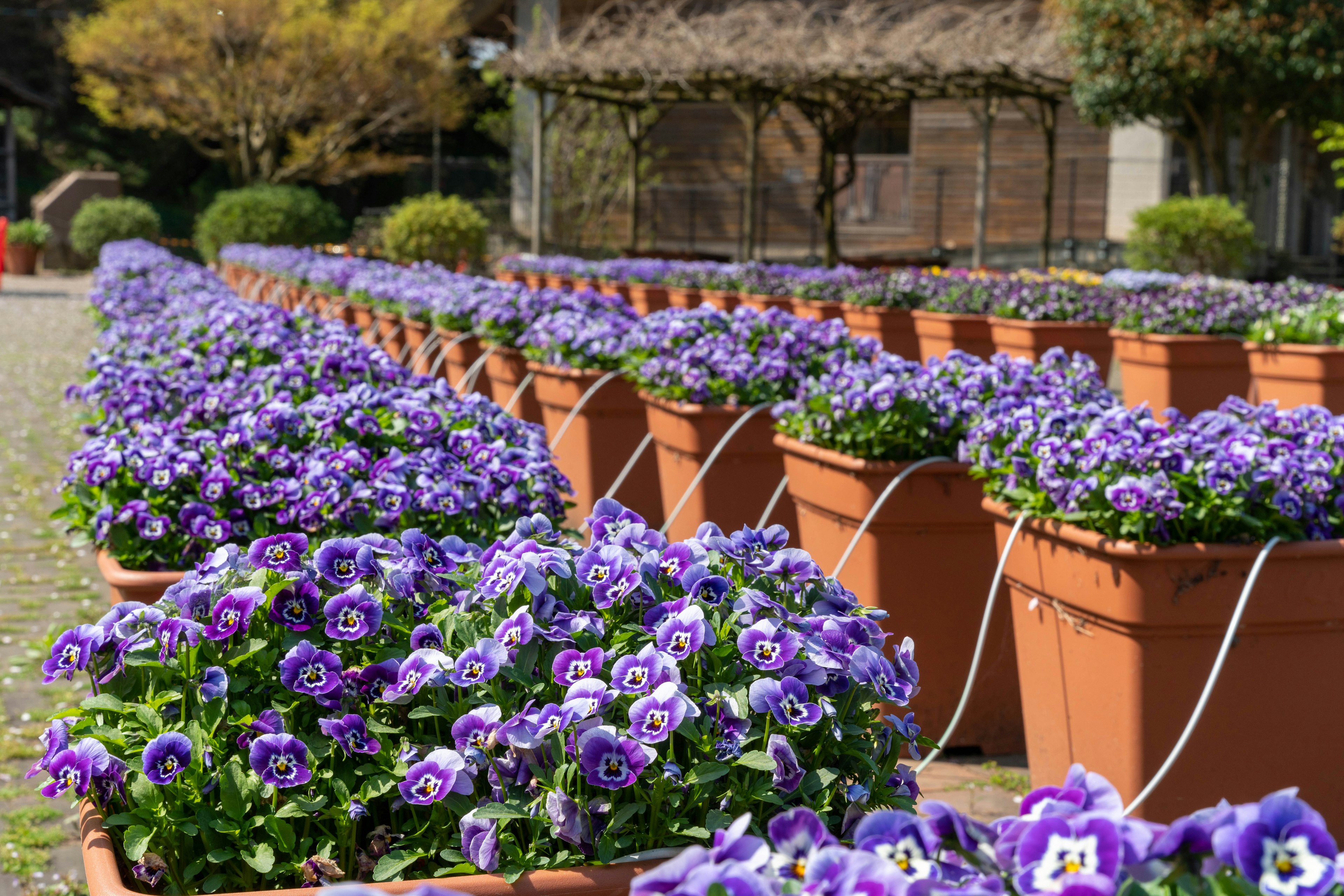 A landscape featuring neatly arranged flower pots filled with purple flowers