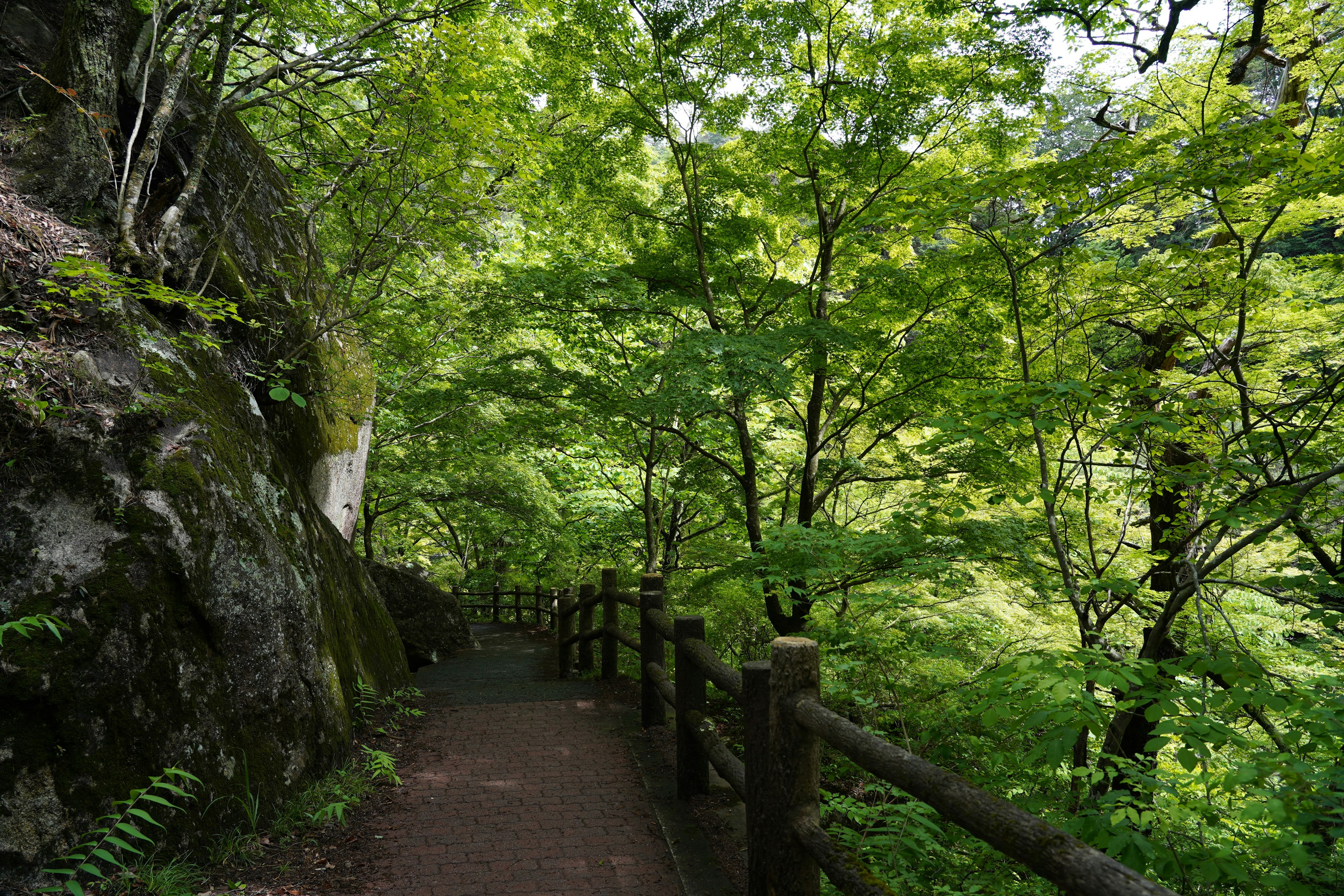 A serene pathway surrounded by lush green trees