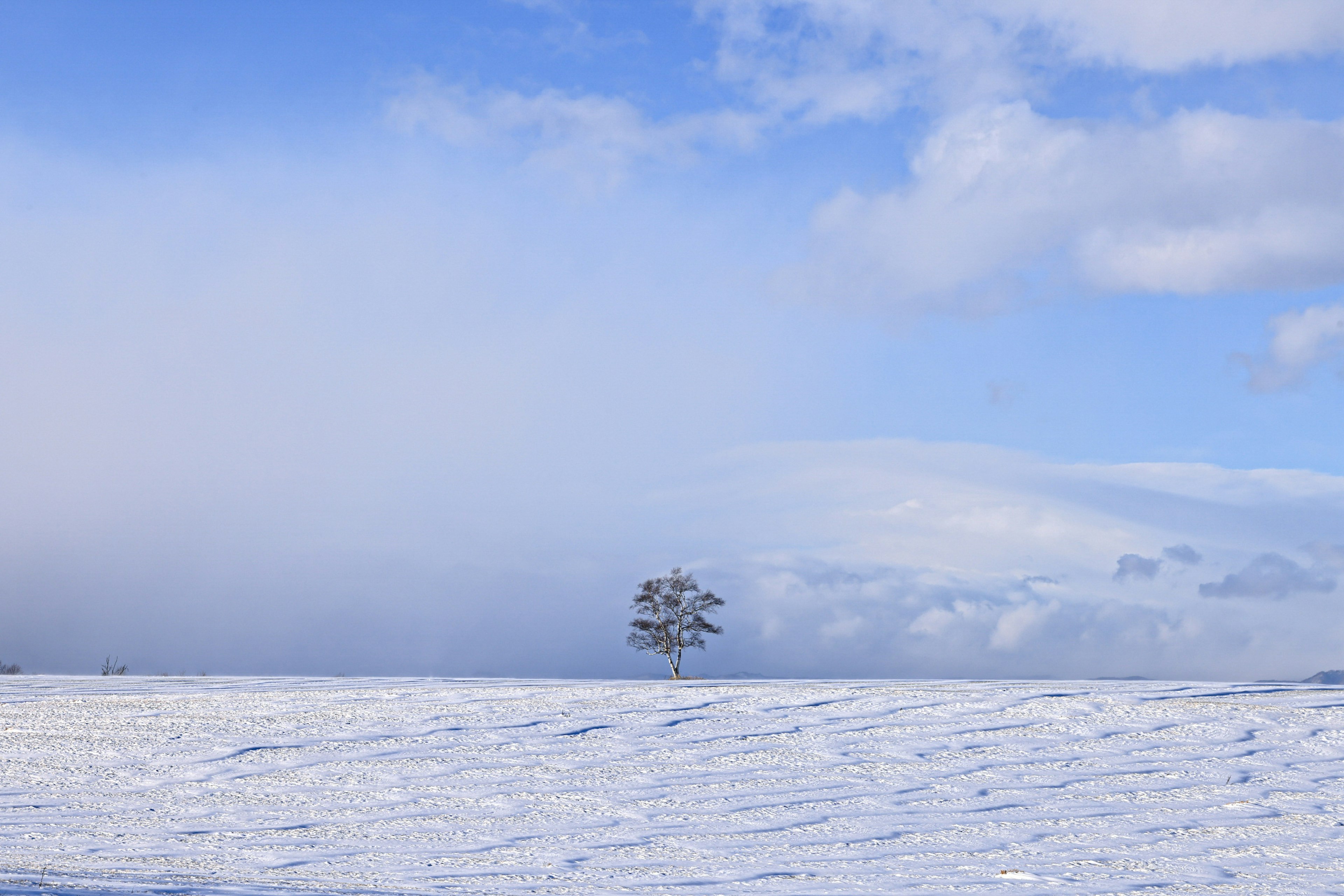 Un arbre isolé sur une plaine enneigée sous un ciel bleu