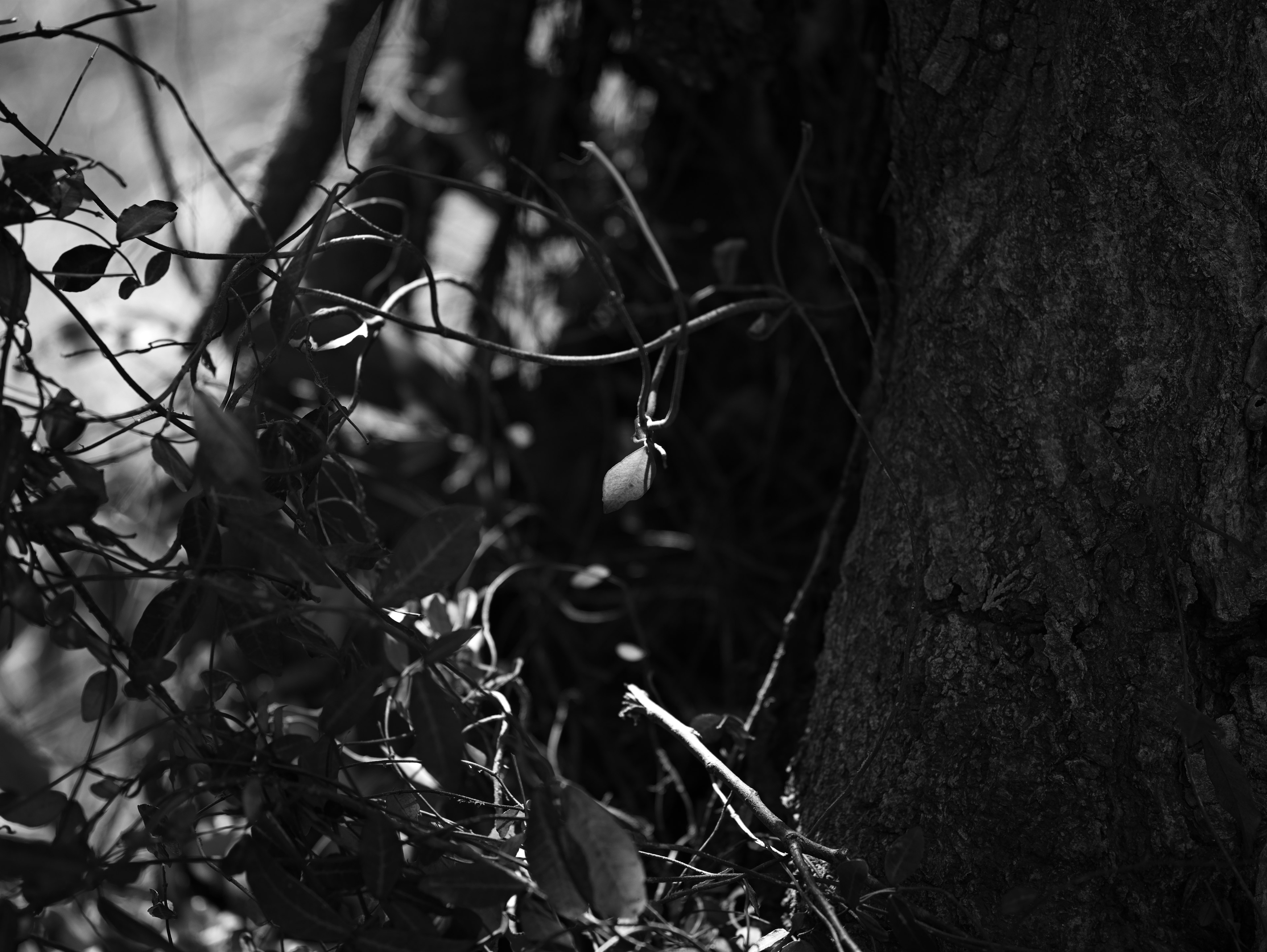 Scena naturale in bianco e nero con foglie intrecciate e tronco d'albero