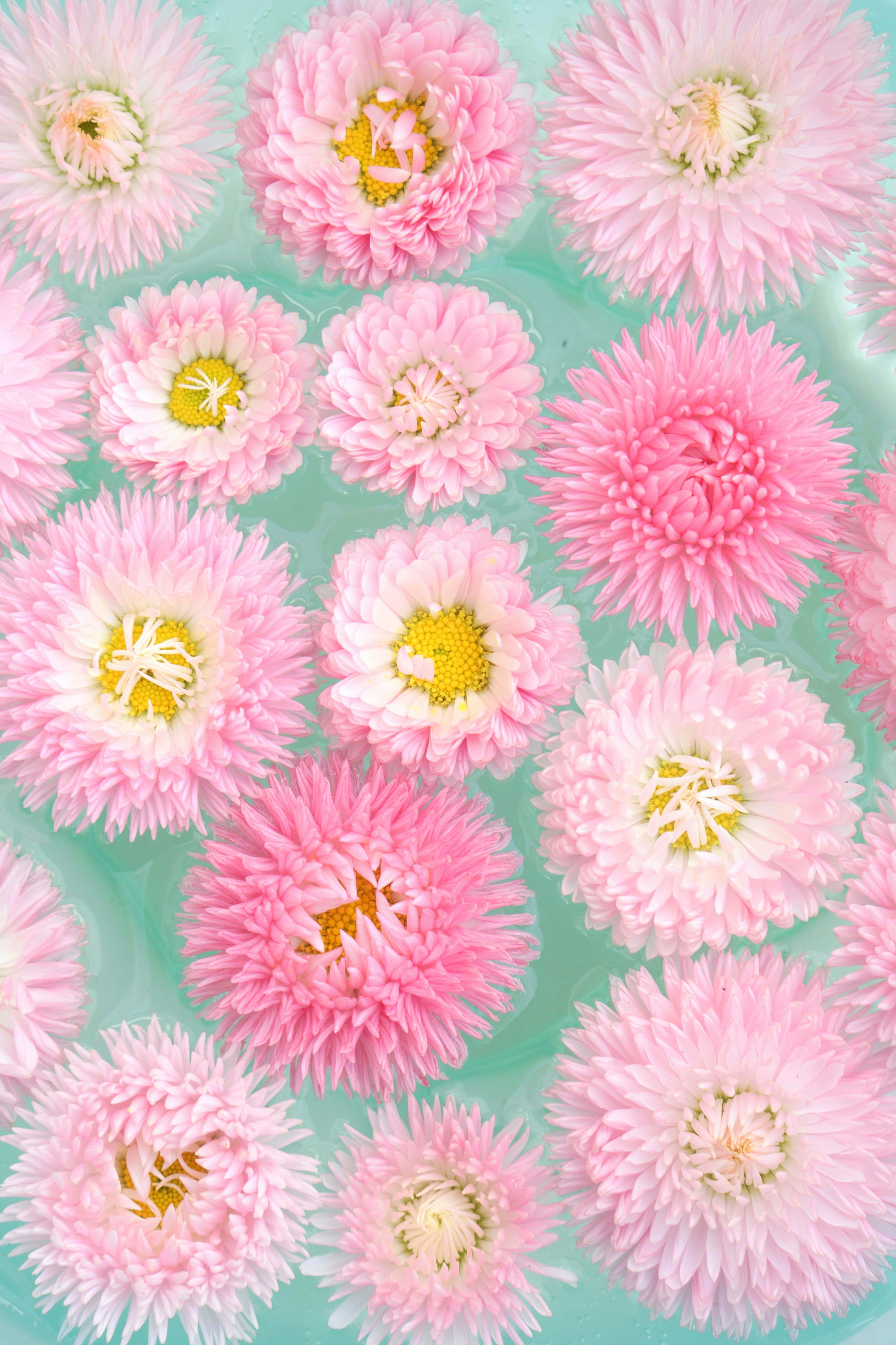 Groupe de fleurs roses flottant sur l'eau