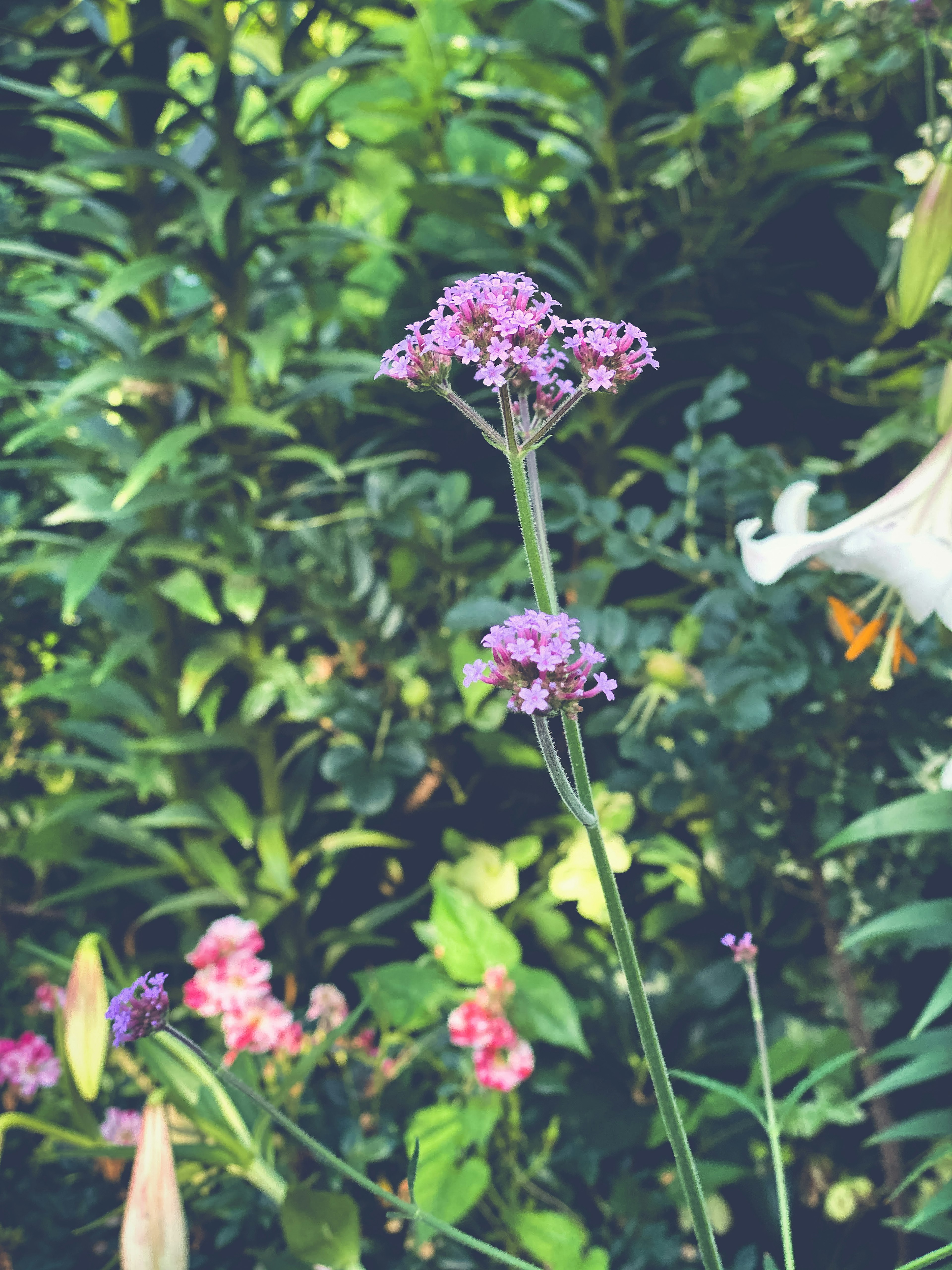 Un alto fiore viola che fiorisce tra un fogliame verde lussureggiante