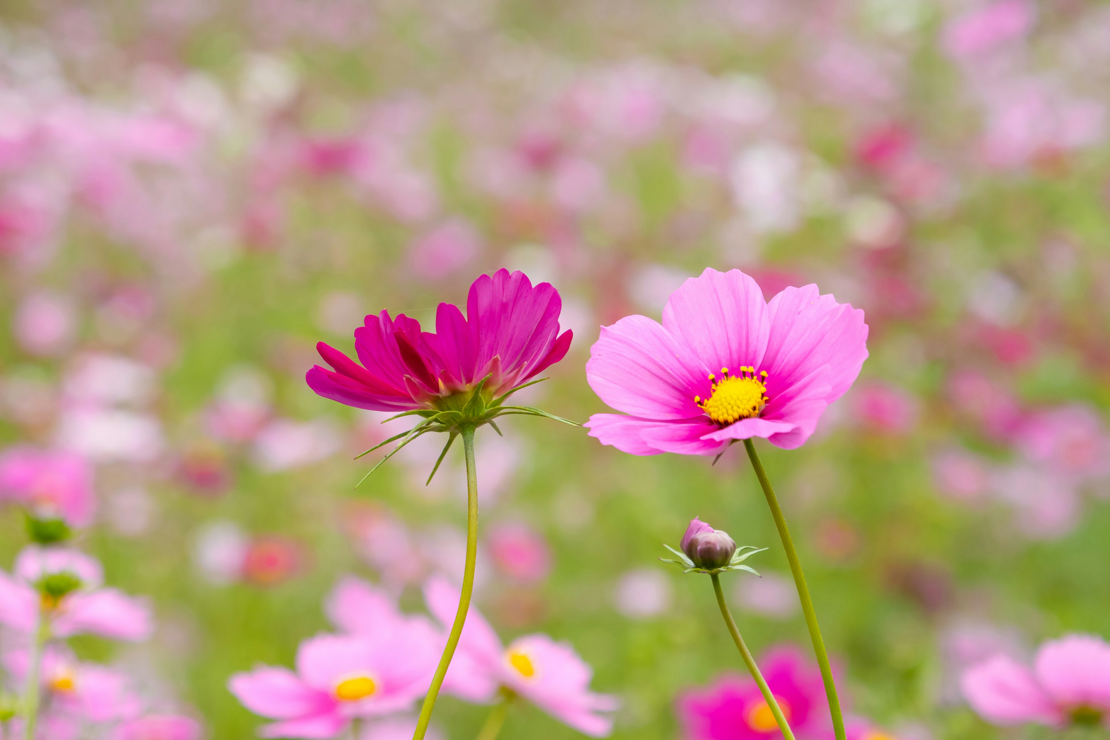 Gros plan sur des fleurs roses dans un champ en fleurs