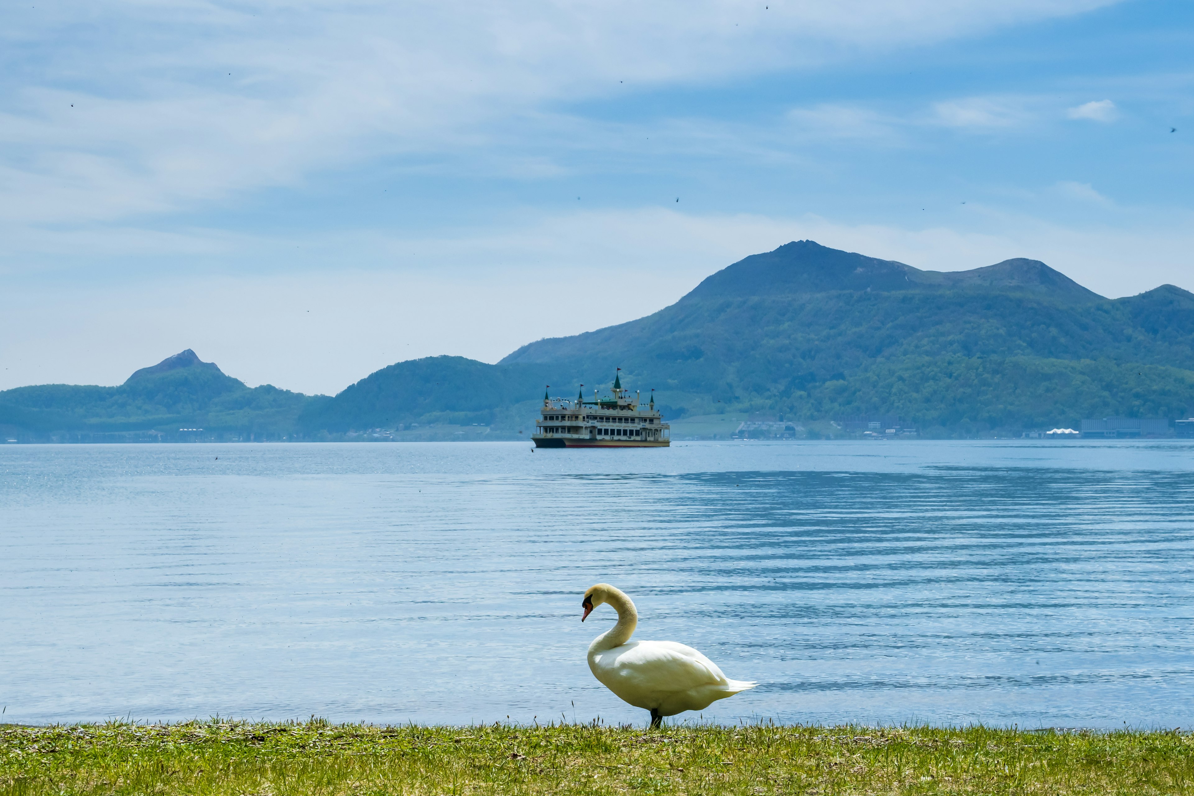 A swan standing on the lakeshore with a boat gliding on the water and mountains in the background