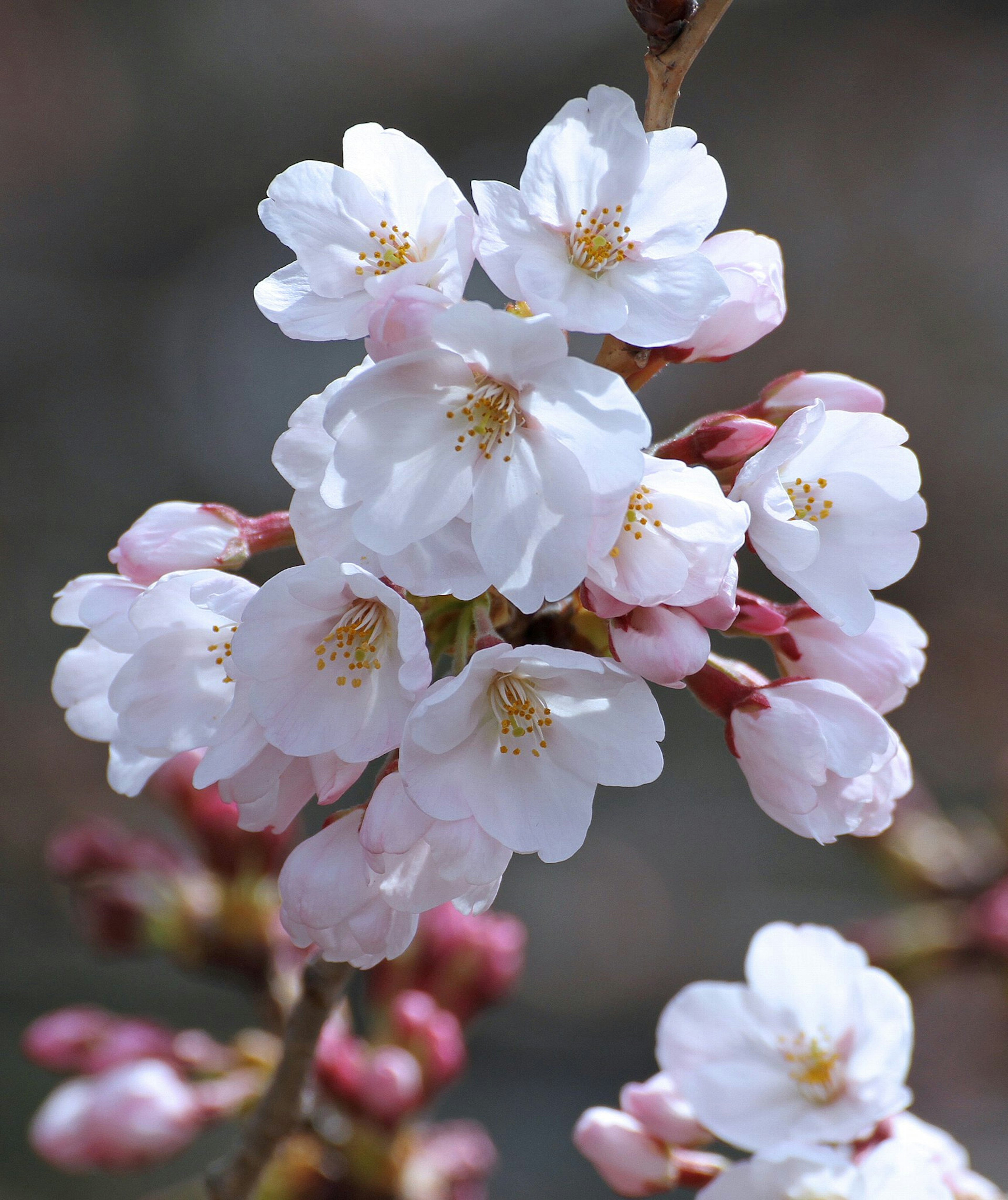 桜の花のクローズアップ 白い花びらとつぼみが特徴