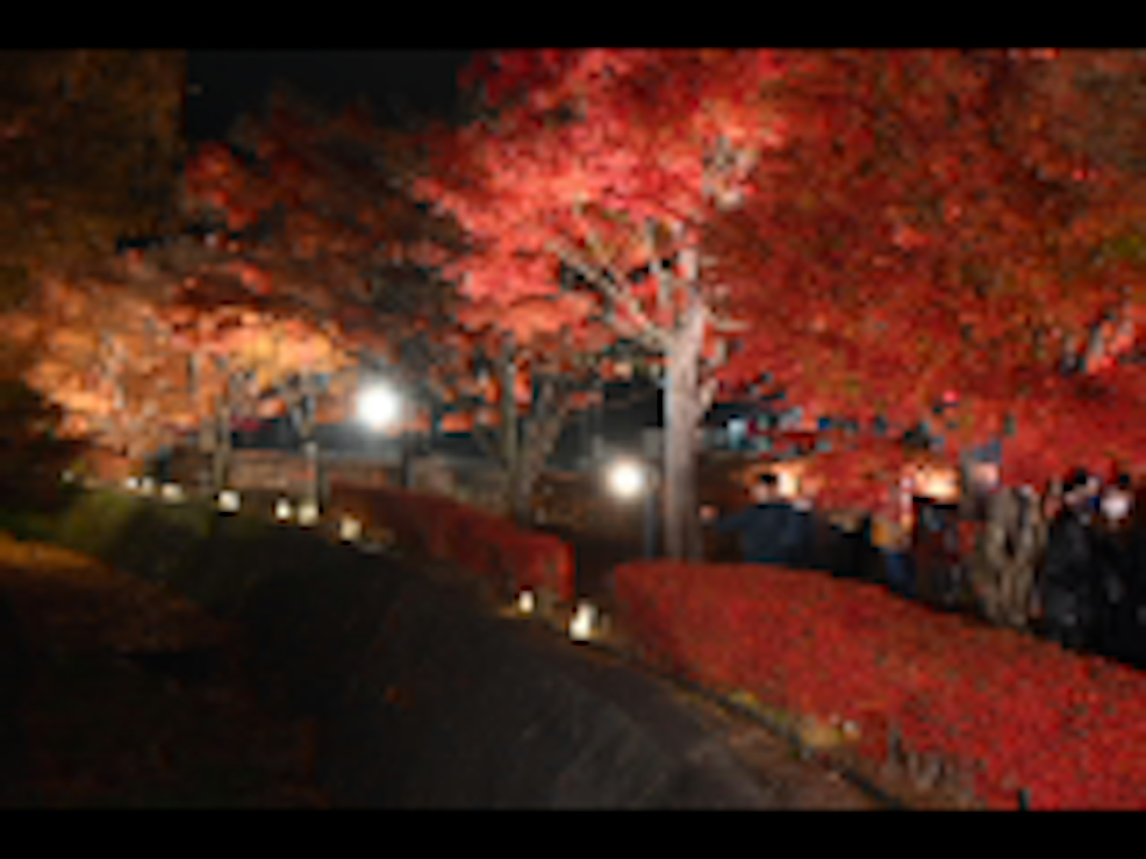 Scenic view of illuminated autumn foliage at night with vibrant red leaves and landscaped gardens