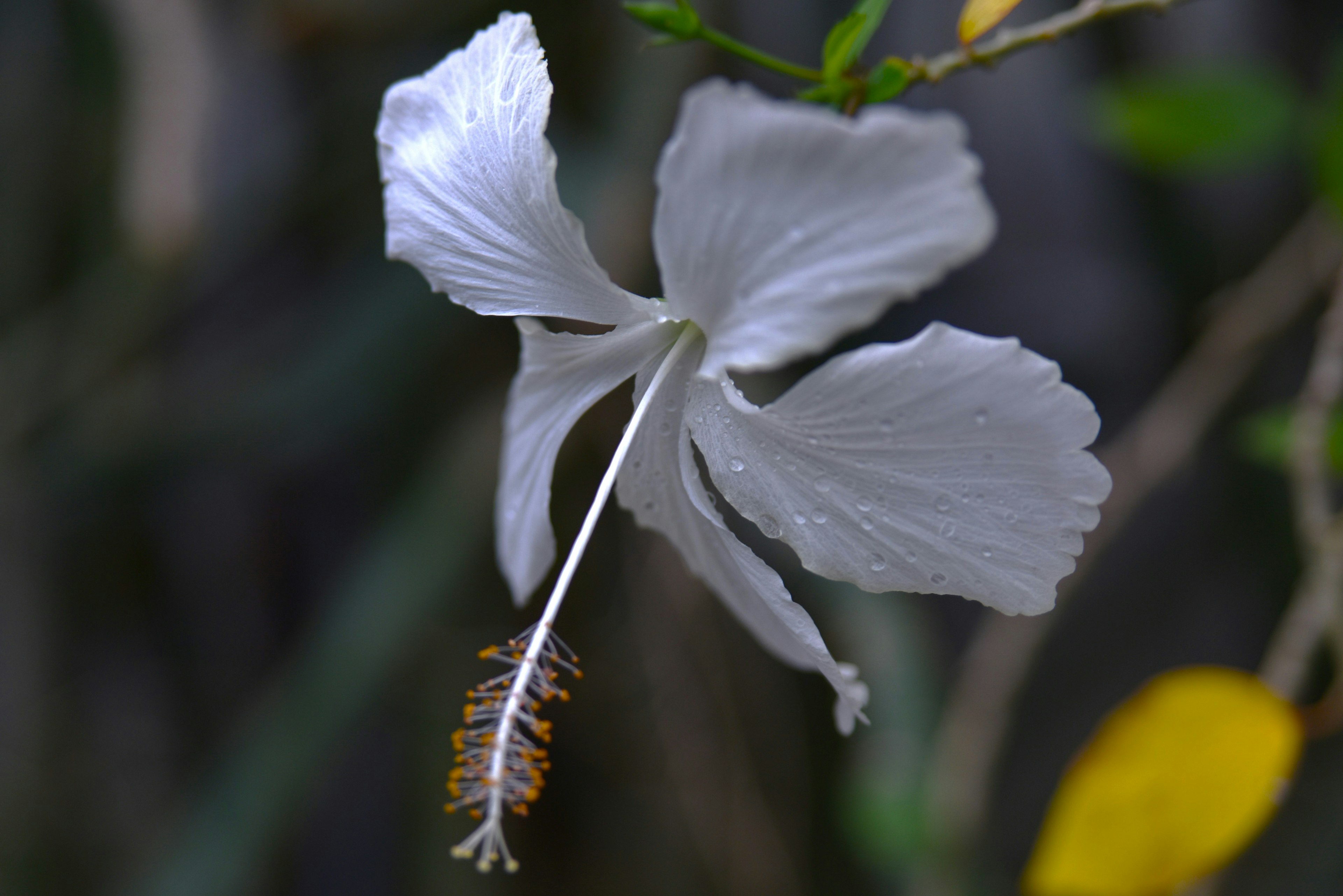 白いハイビスカスの花と黄色い葉