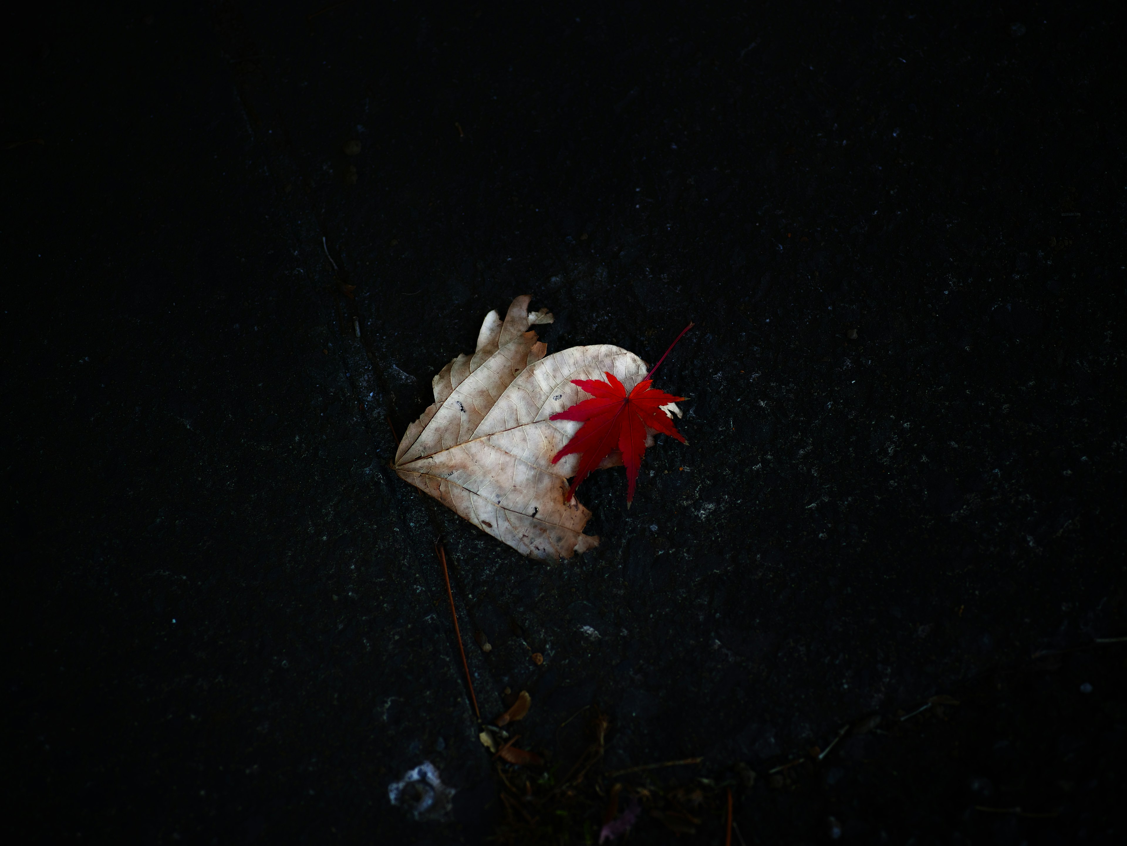 A white leaf with a red leaf attached on a black background