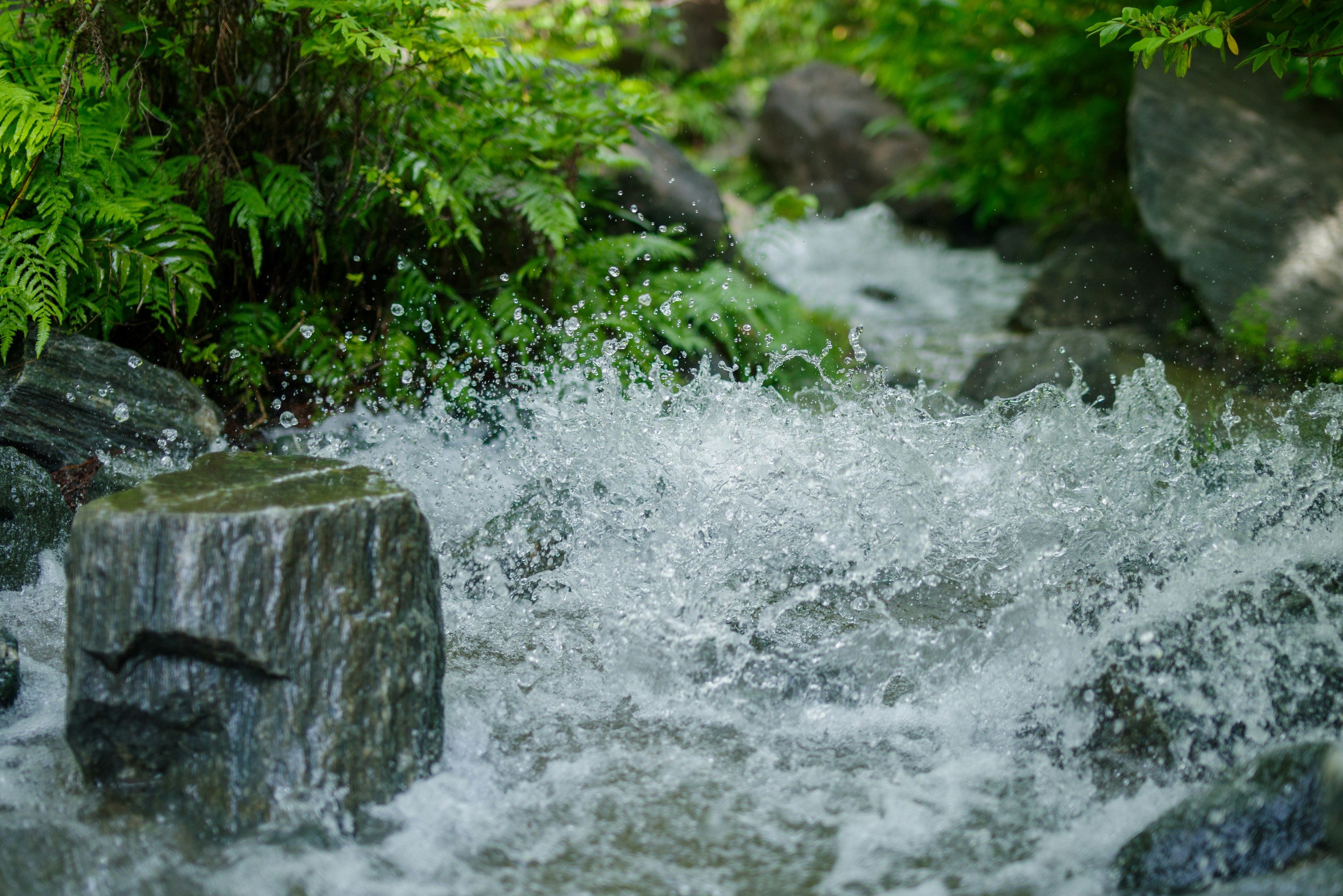 Nahaufnahme eines Baches mit spritzendem Wasser umgeben von grünem Laub