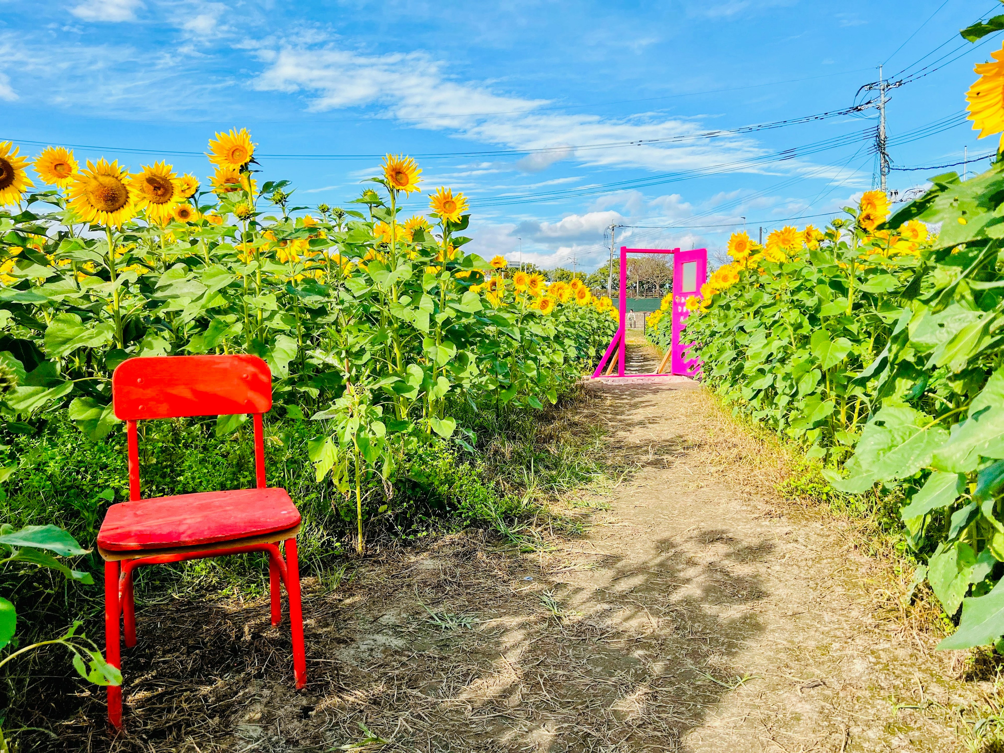 Rote Stuhl in einem Sonnenblumenfeld mit einem rosa Tor