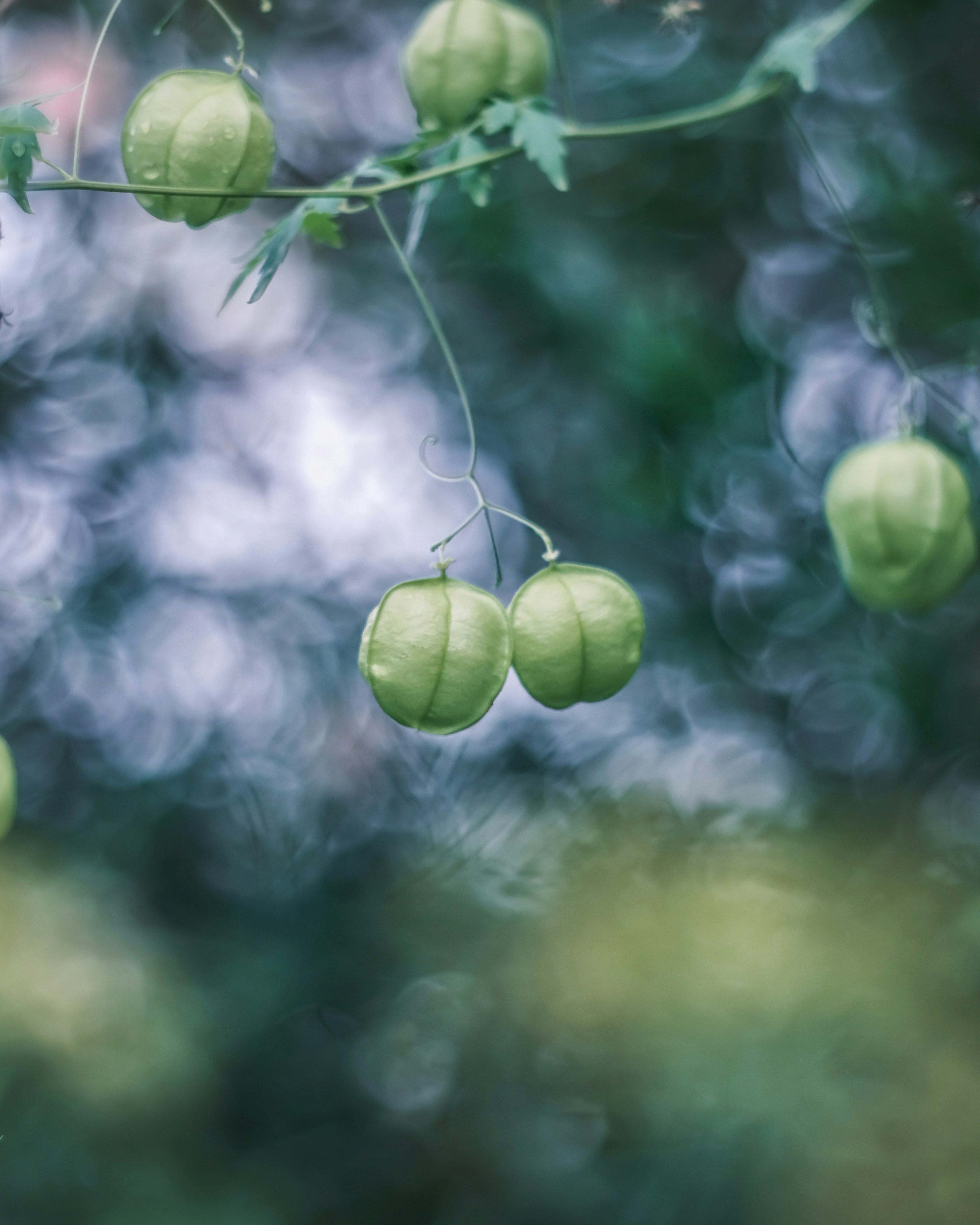 Fruits verts suspendus avec un arrière-plan flou