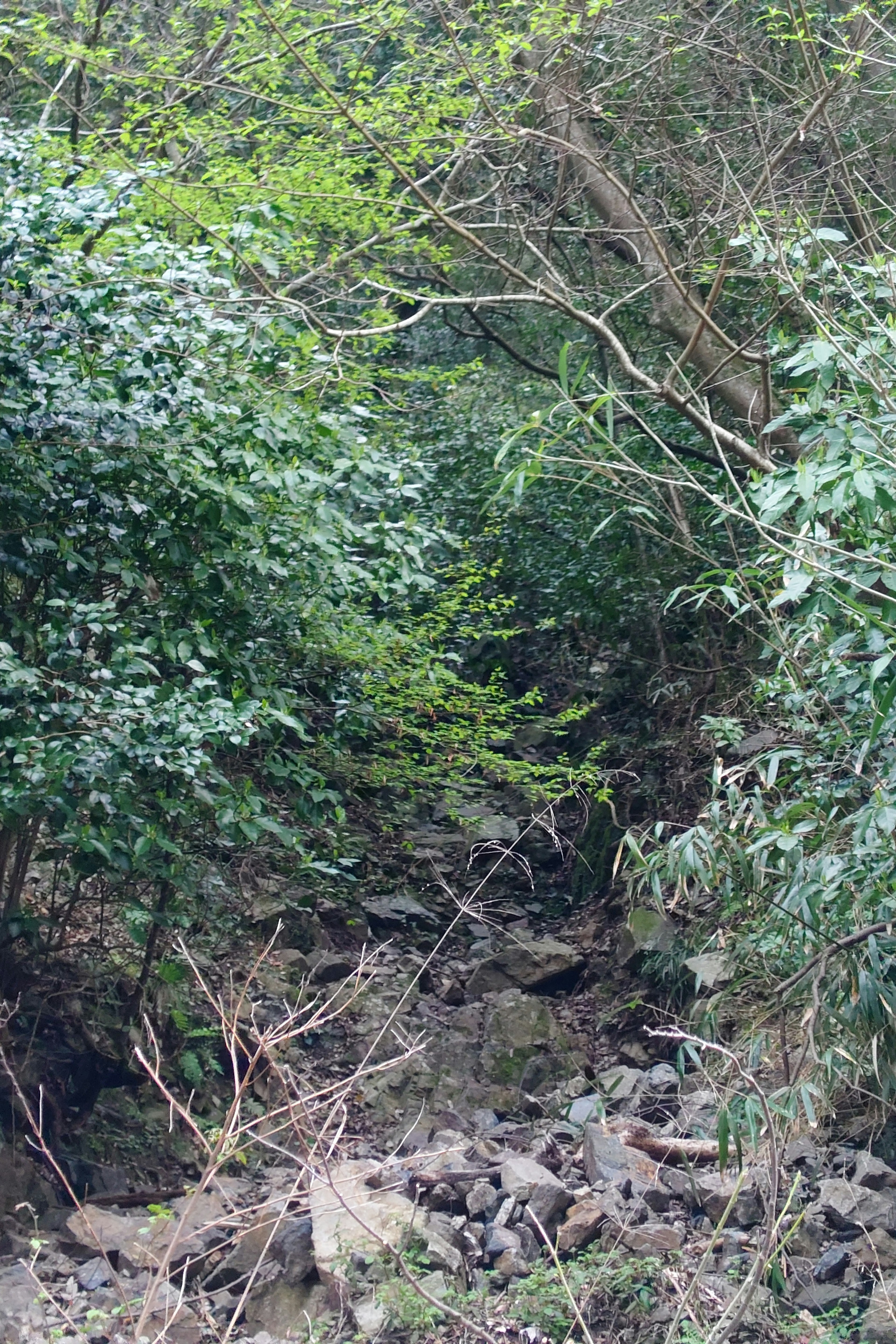 Végétation luxuriante avec des rochers éparpillés le long d'un sentier étroit