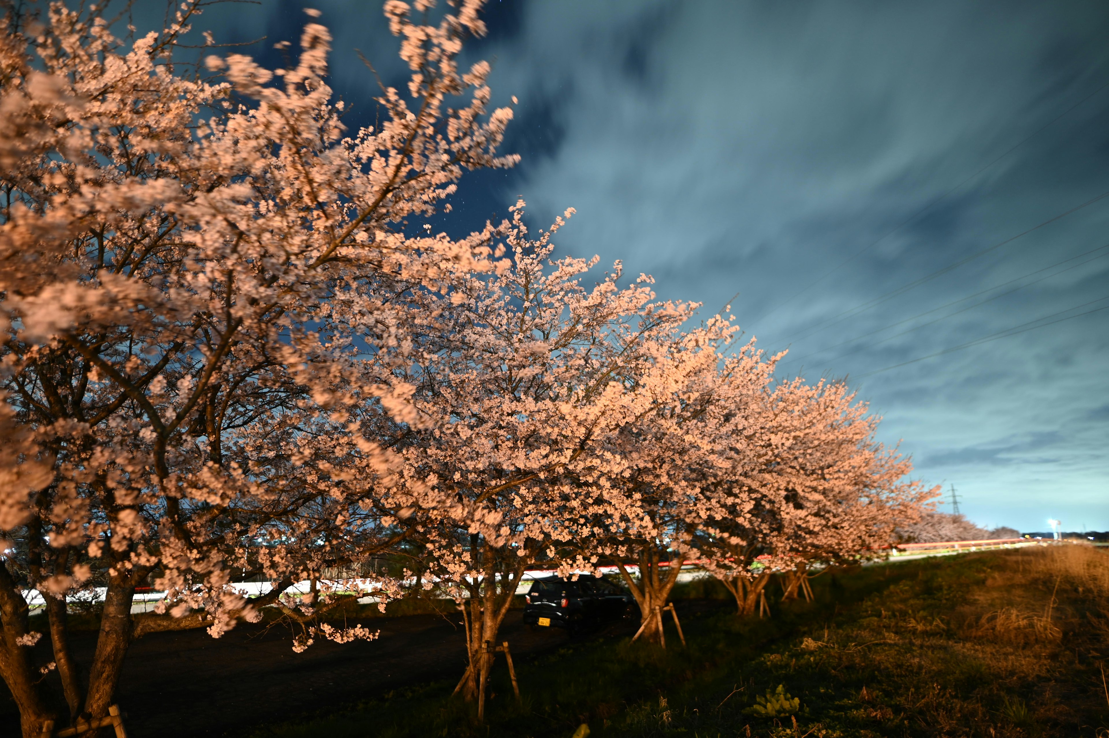 夜空の下に咲く桜の木々と雲の景色