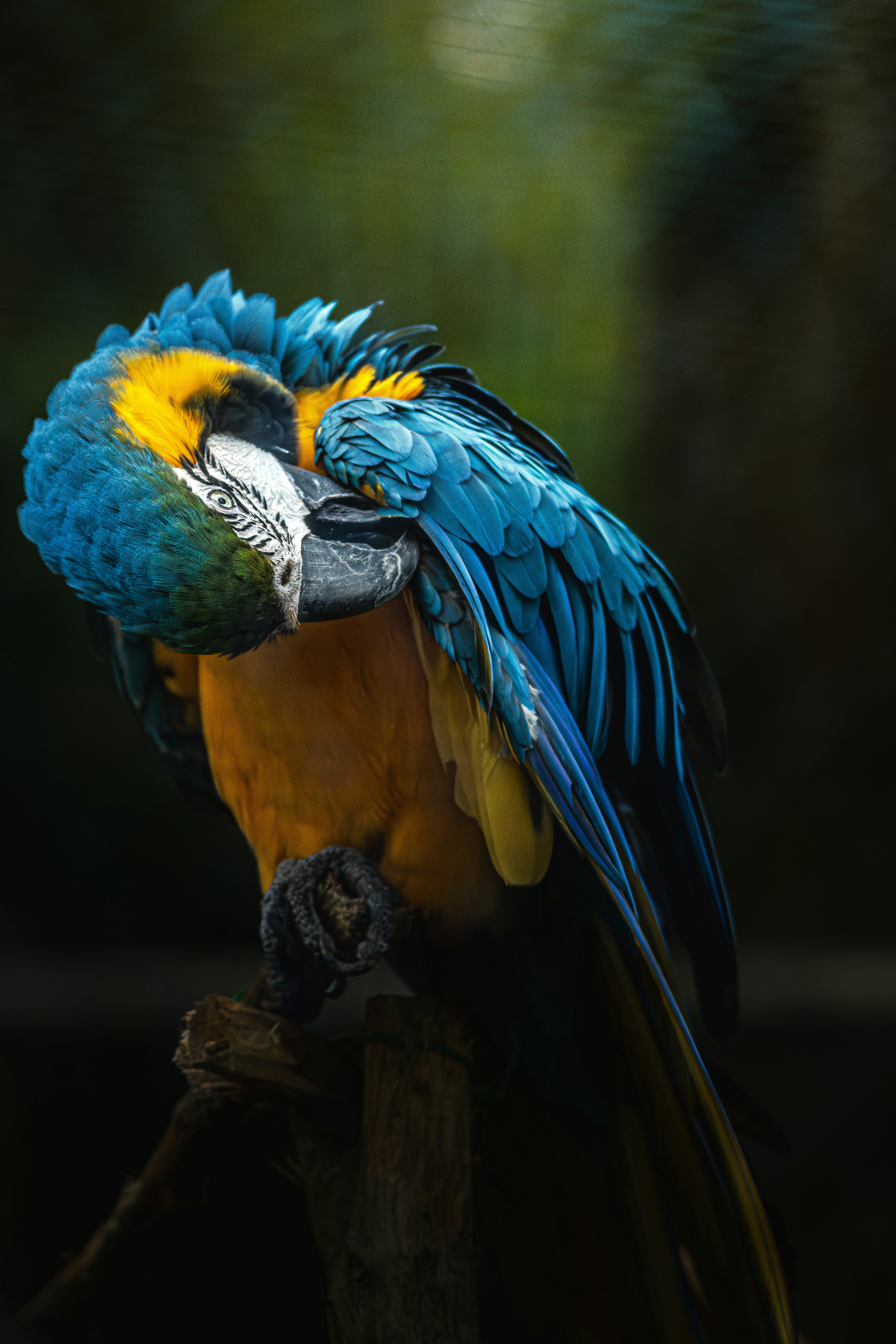 Seekor macaw biru dan kuning yang cerah sedang merapikan bulunya