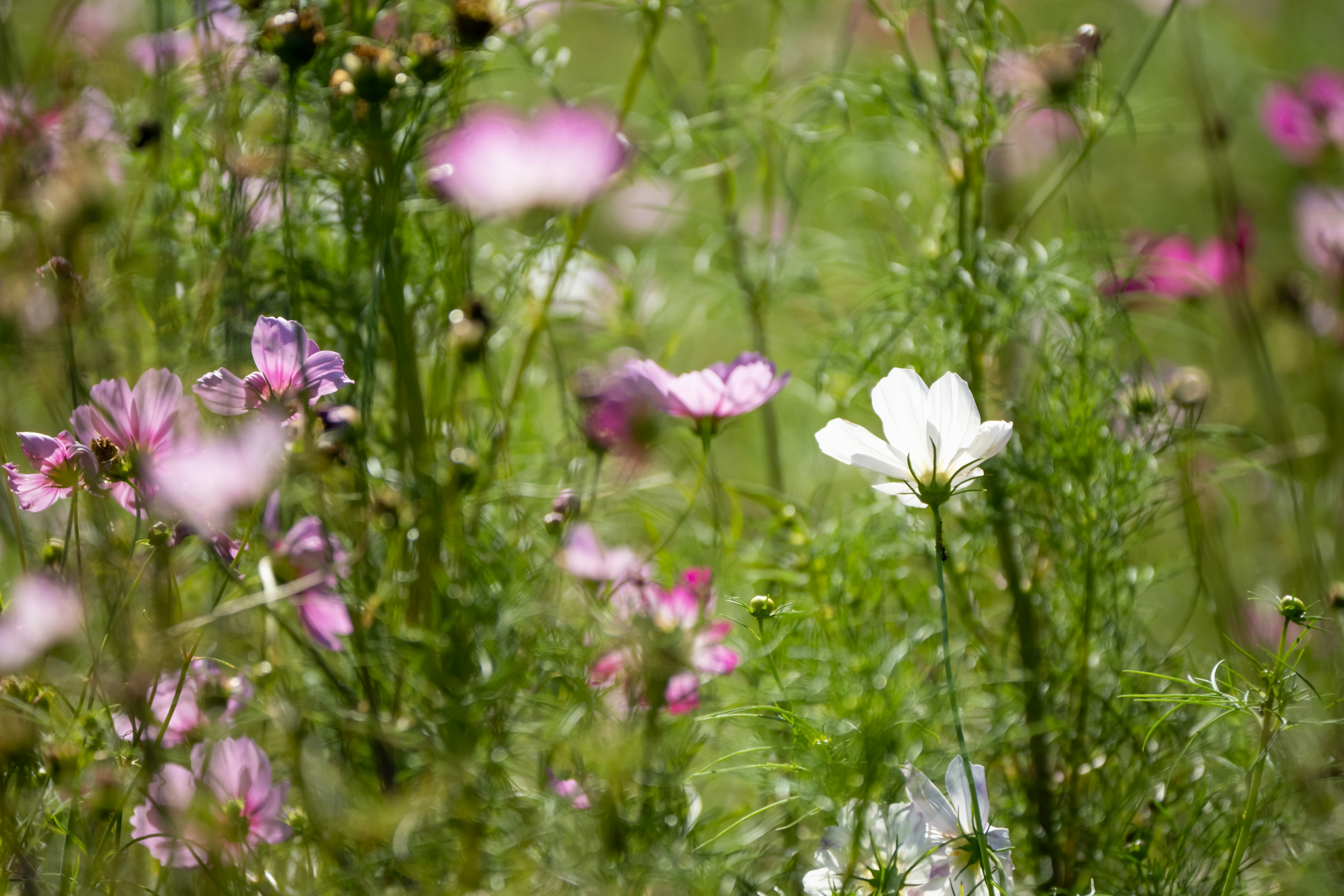 Acercamiento a un campo verde con flores coloridas en flor