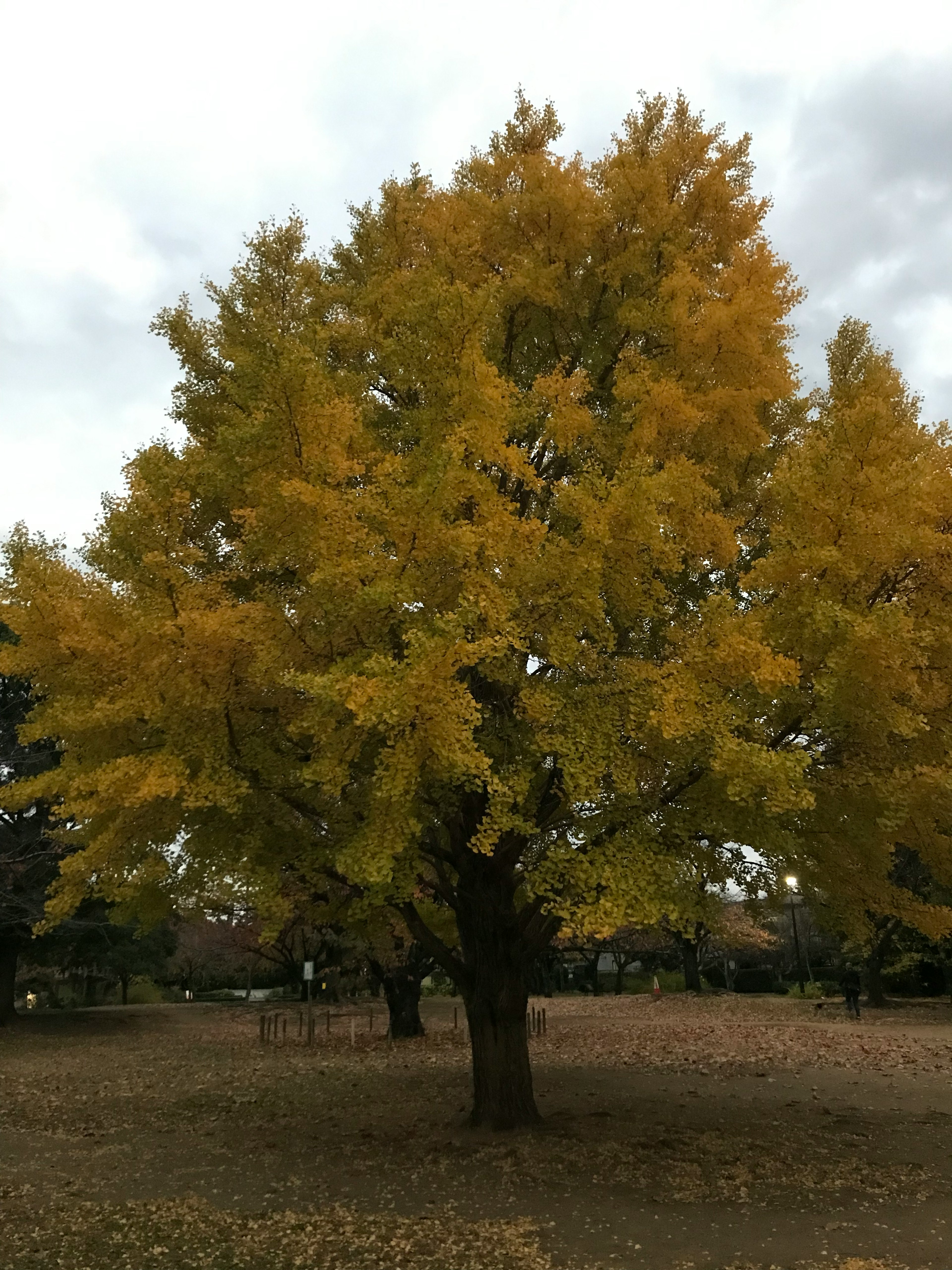 A large tree with yellow leaves standing in an autumn park